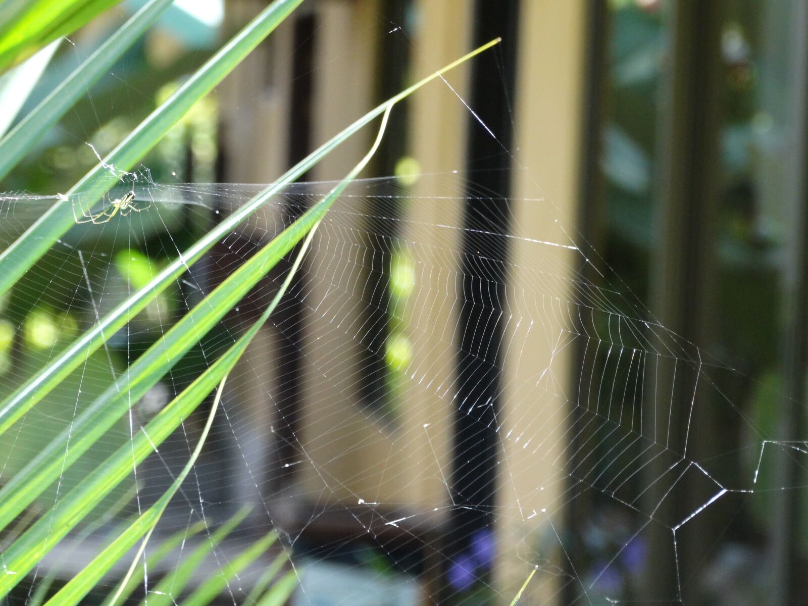 Sony Cyber-shot DSC-HX300 sample photo. Spider, web, nature photography