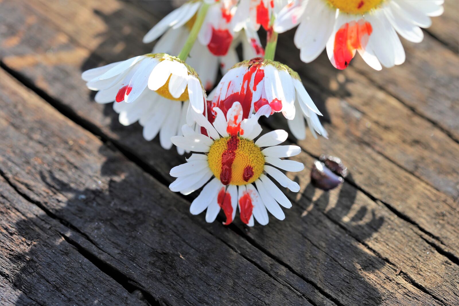 Canon EOS 6D + Canon EF 100mm F2.8 Macro USM sample photo. Stop youth suicide, bloody photography
