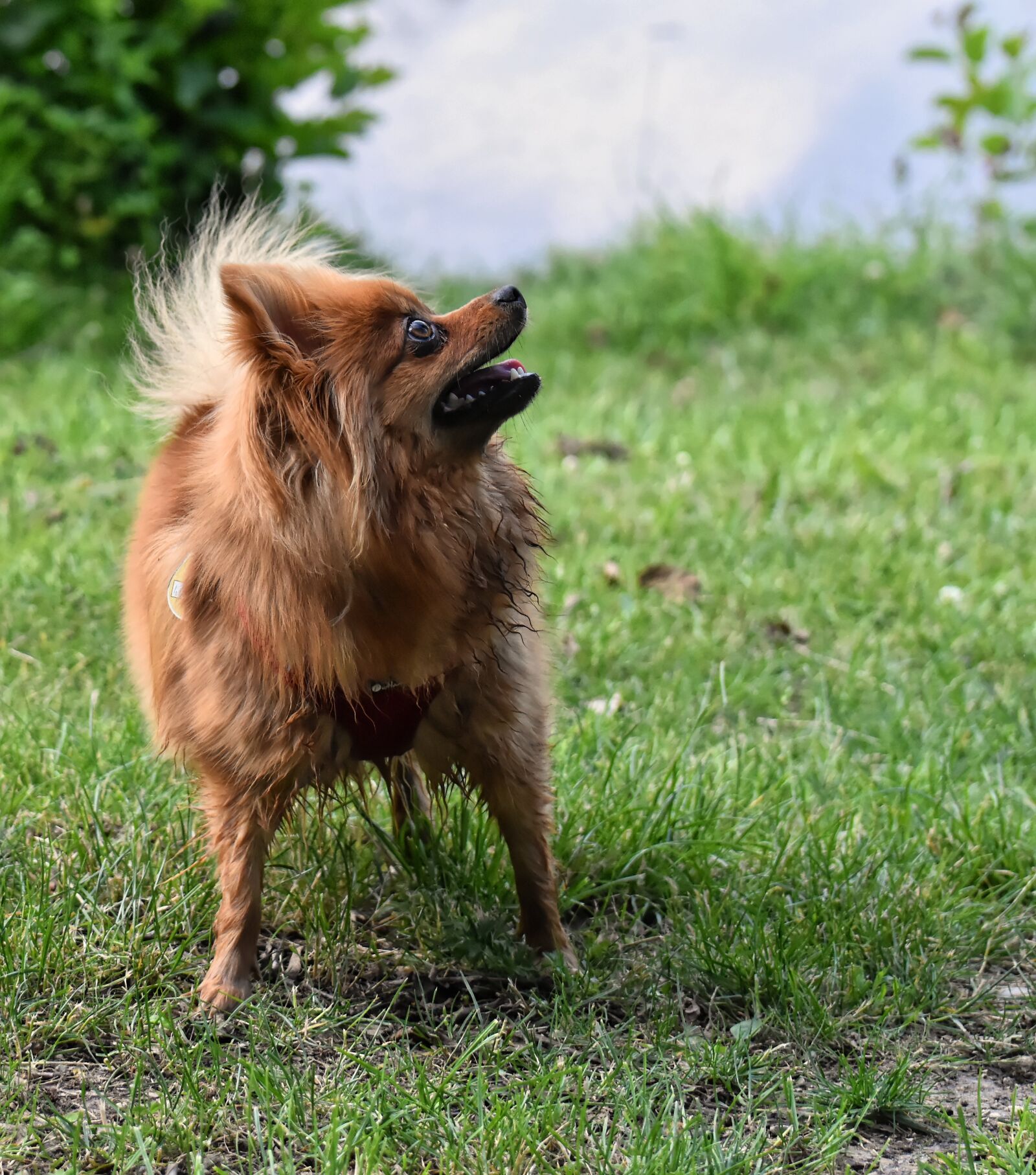 Nikon D7200 sample photo. Dwarf spitz, dog, cute photography