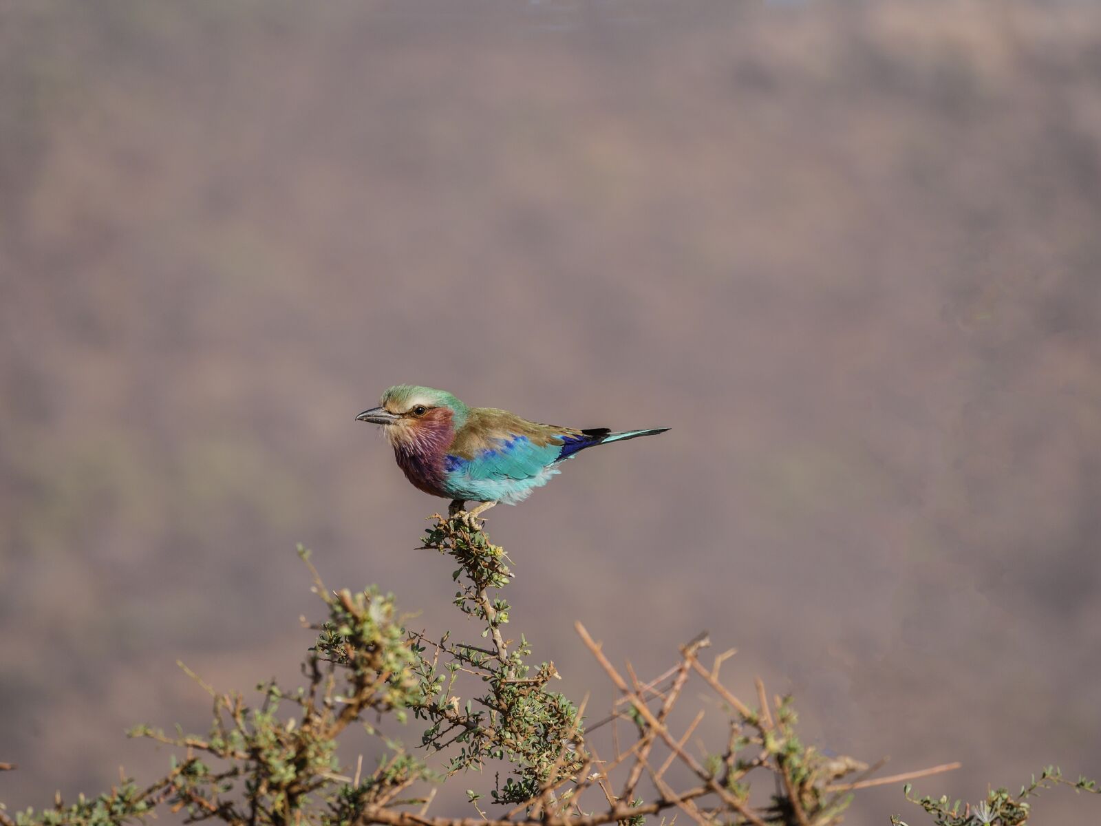 Panasonic Lumix DMC-GX8 + LEICA DG 100-400/F4.0-6.3 sample photo. Forked roller, colorful, bird photography