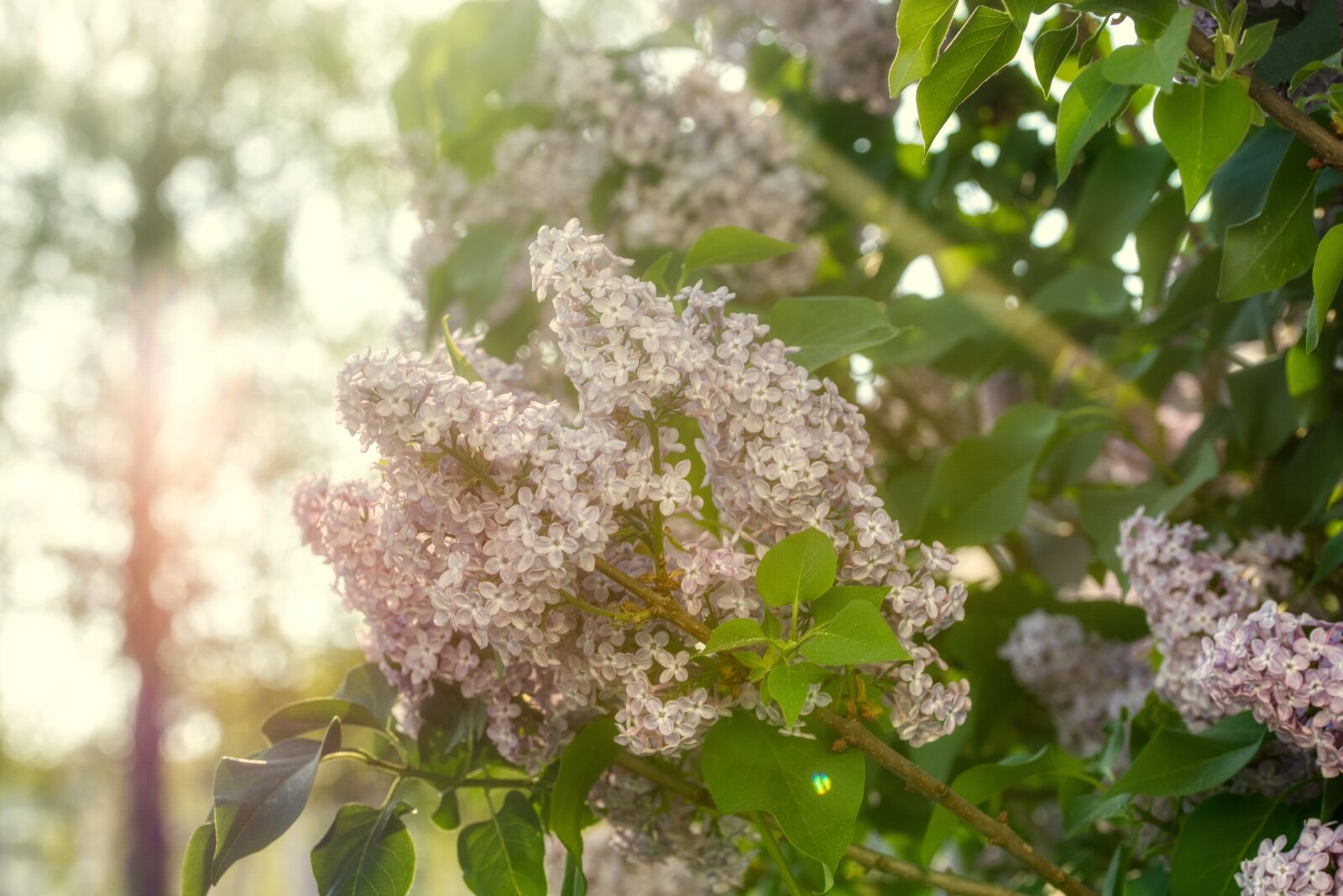 Nikon D750 sample photo. Abendstimmung, backlighting, sunbeam photography