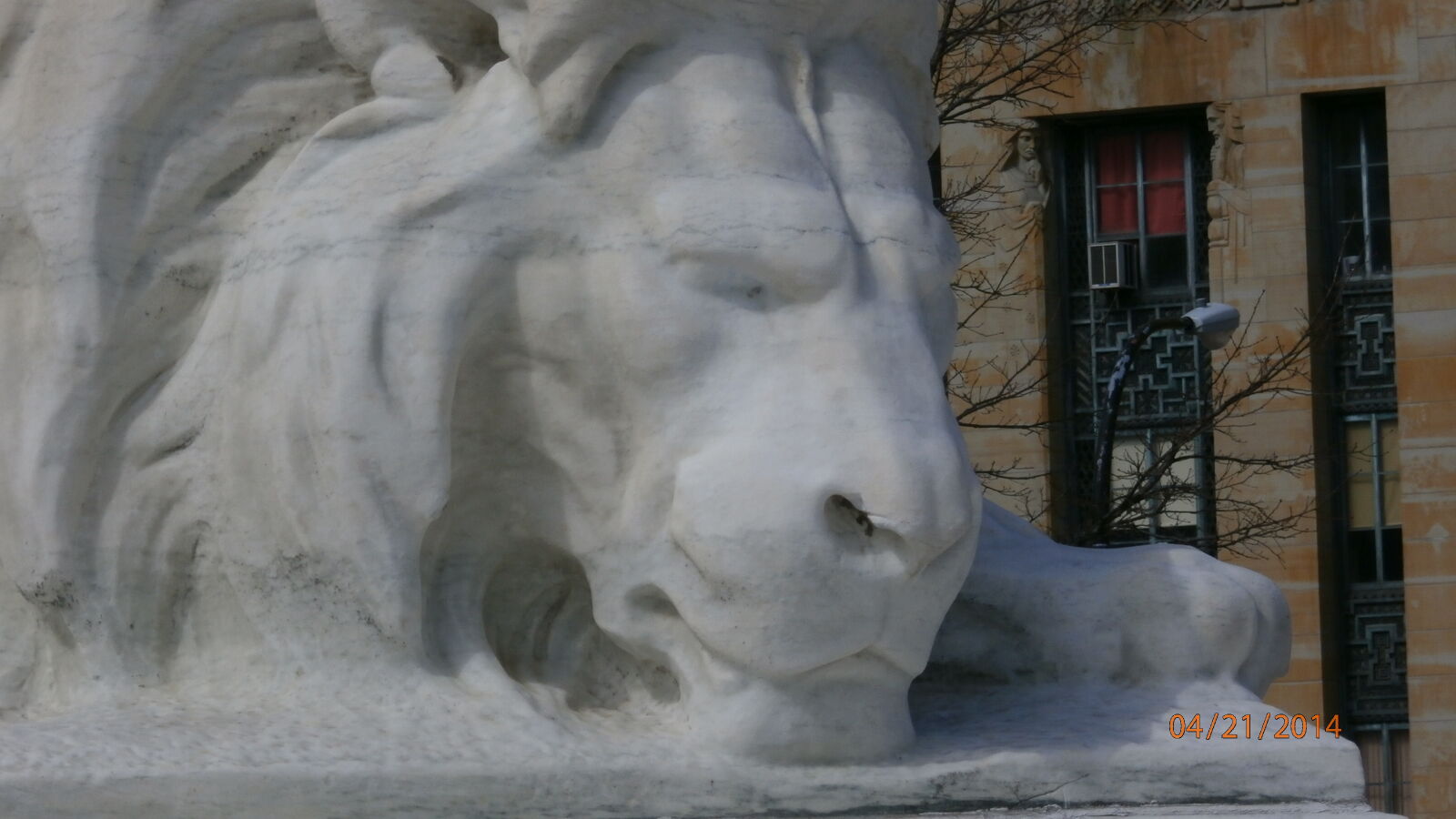 Olympus SZ-15,DZ-100 sample photo. Lion, protector photography