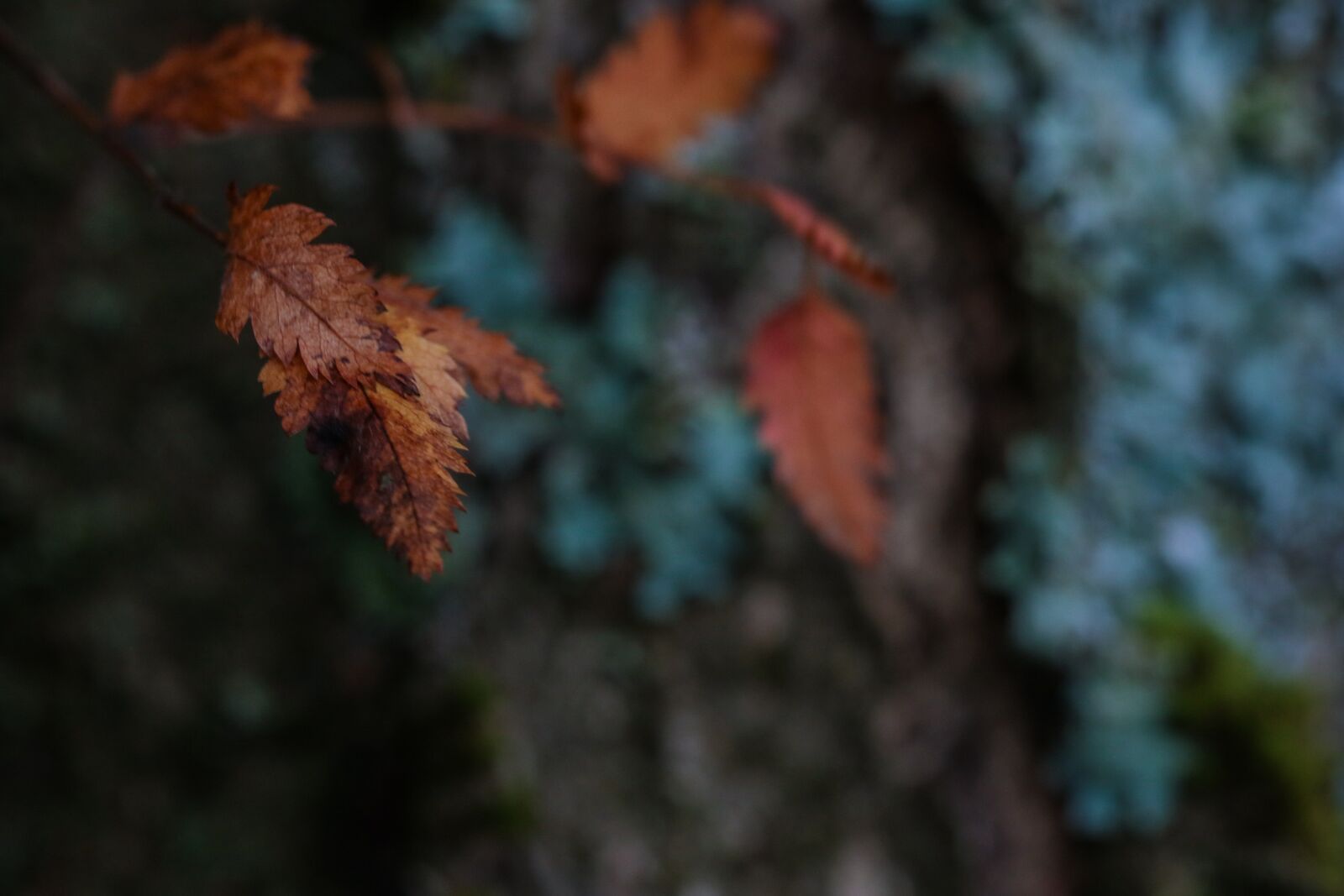 Canon EOS 7D Mark II sample photo. Autumn leaves, leaf, tree photography