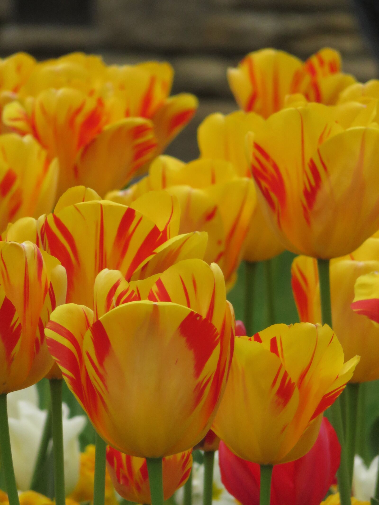 Canon PowerShot SX700 HS sample photo. Tulips, spring, flower photography
