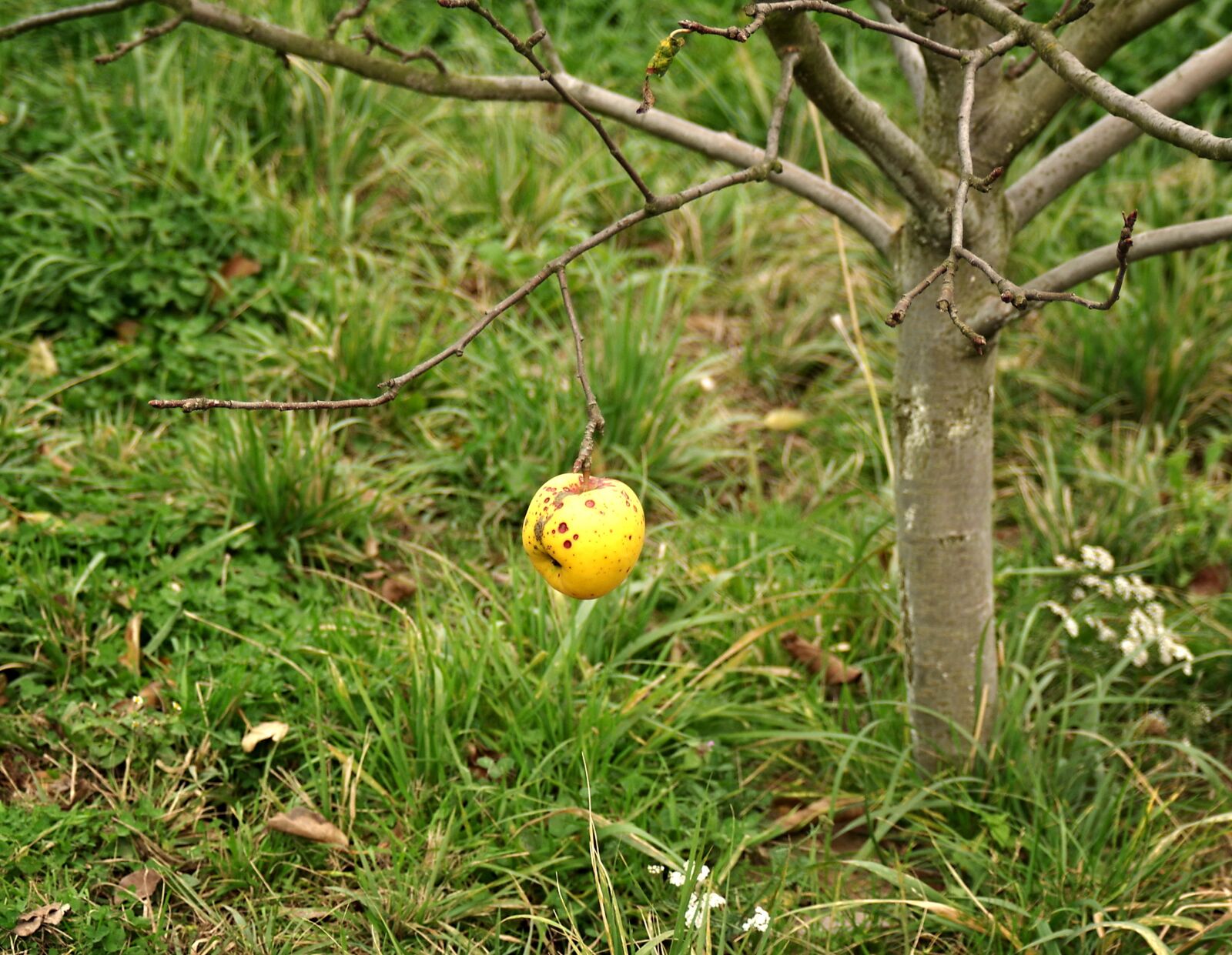 Pentax K-S2 sample photo. Apple, latest apple, autumn photography