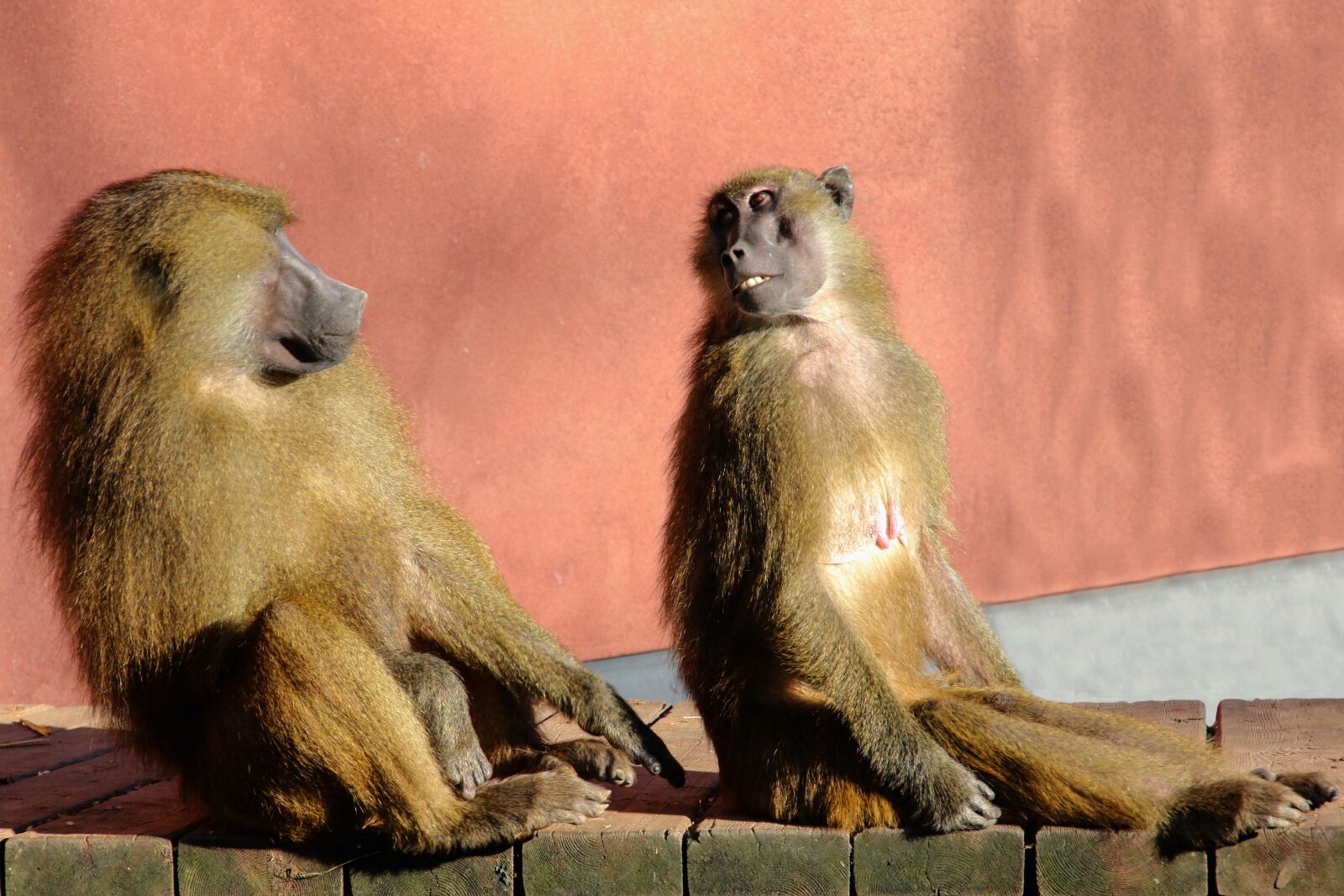 Canon EOS 70D sample photo. Animal world, monkey, baboon photography