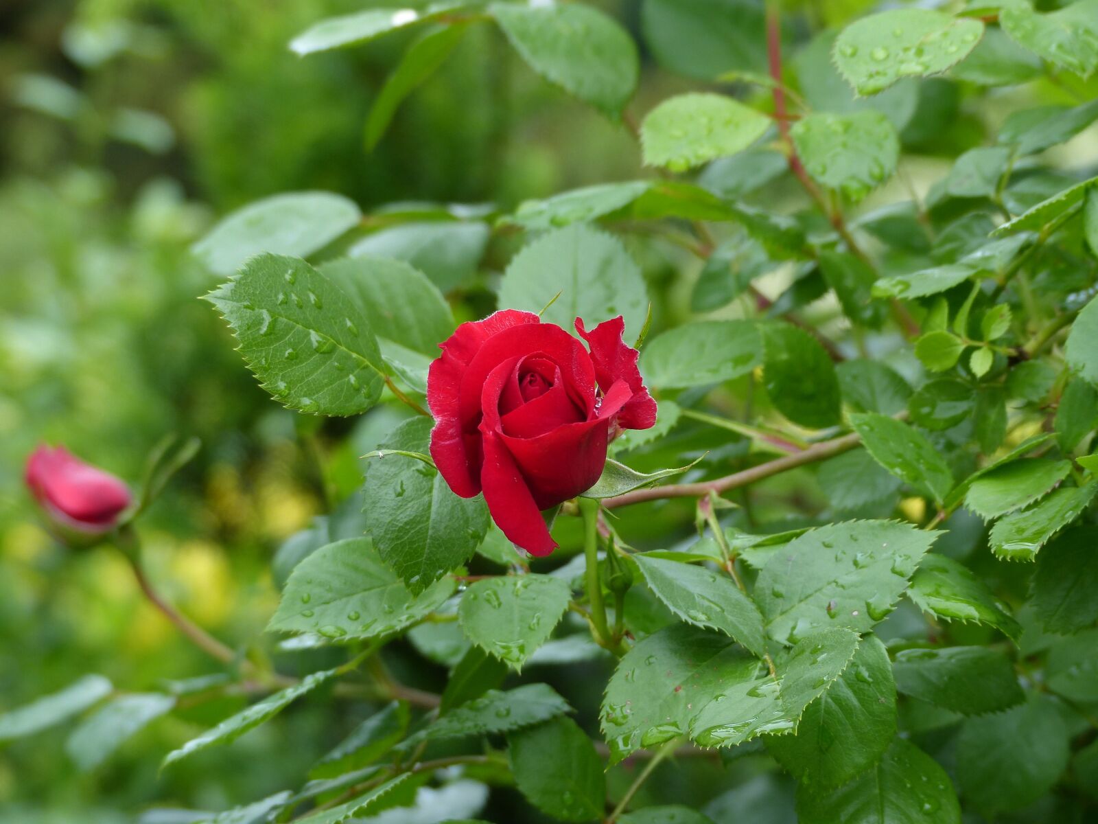 Panasonic Lumix DMC-FZ200 sample photo. Rose, blossom, bloom photography