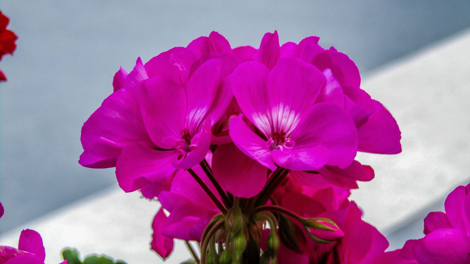 Canon PowerShot SX410 IS sample photo. Geraniums, flowers, garden photography