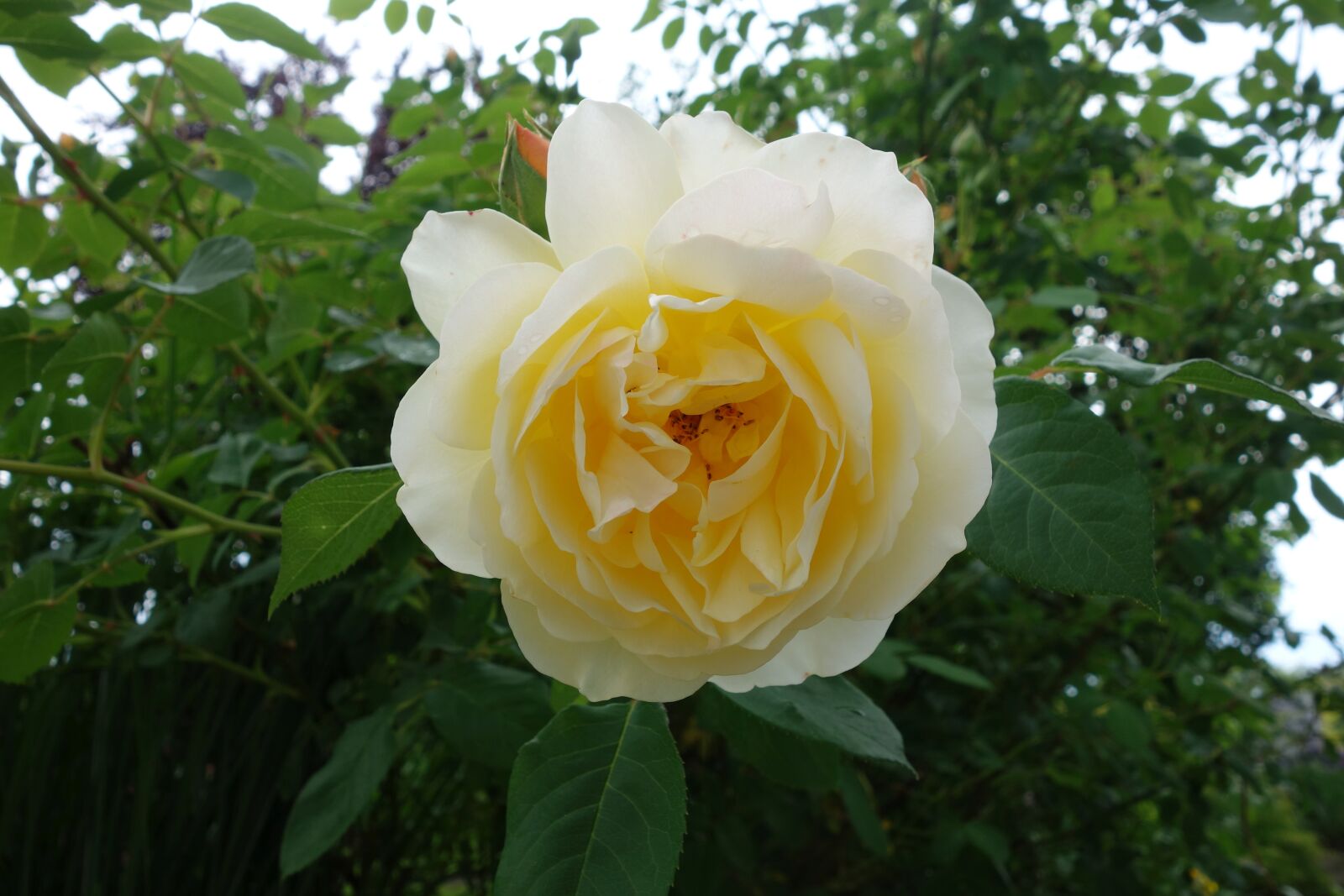 Sony Cyber-shot DSC-RX100 sample photo. Rose, yellow, garden photography