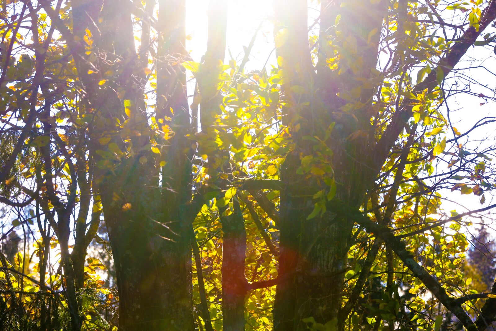 Canon EOS 7D Mark II sample photo. Landscape, trees, nature photography
