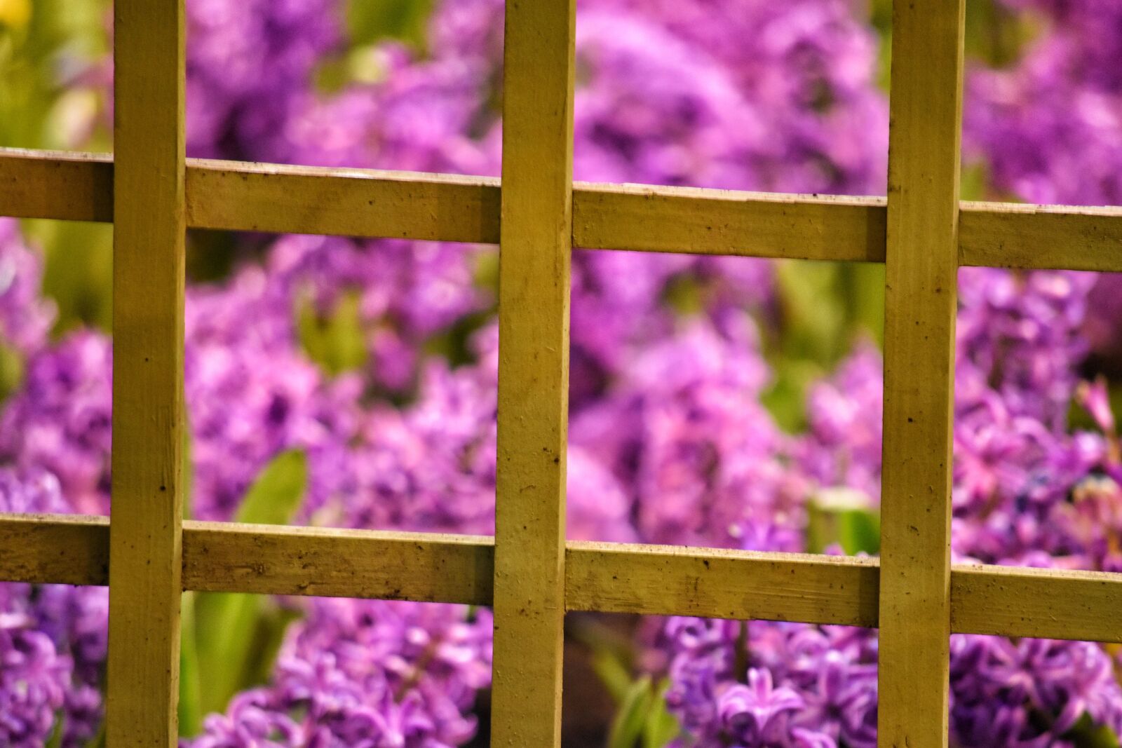 Nikon D5500 sample photo. Frame, flower, purple photography