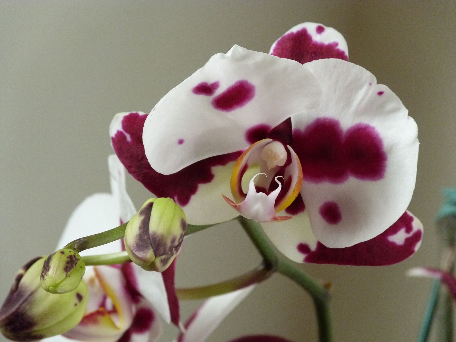 Panasonic Lumix DMC-FZ40 (Lumix DMC-FZ45) sample photo. Phalaenopsis, orquidea, orchidaceae photography