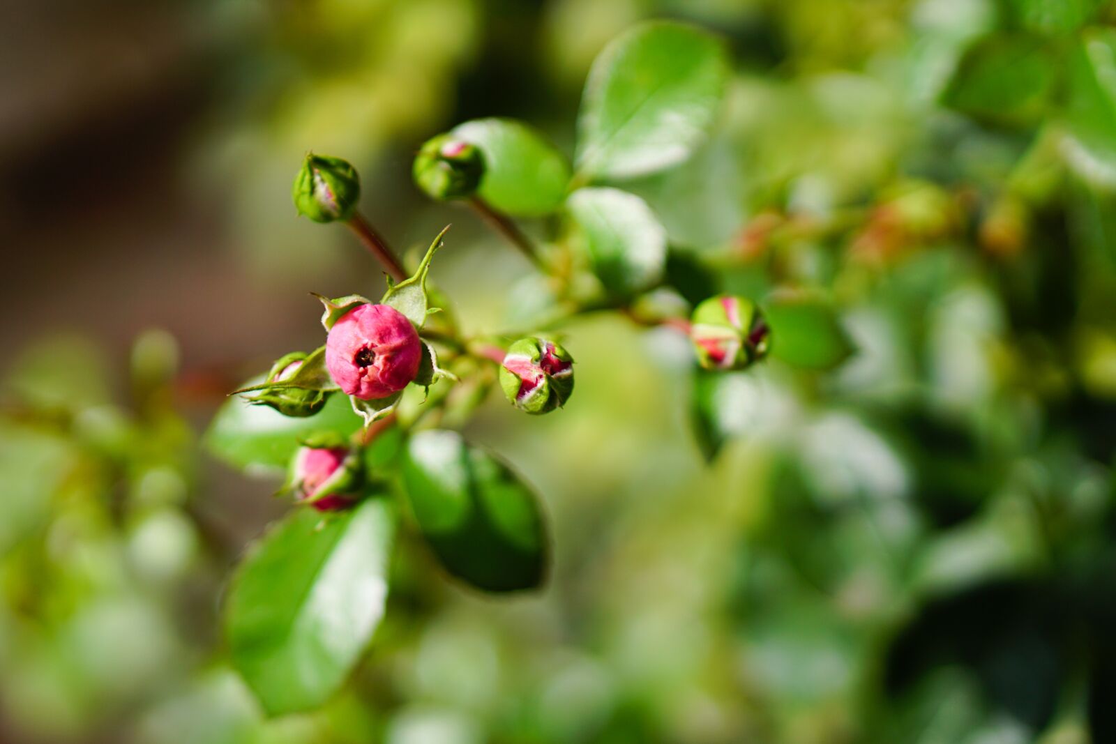 E 50mm F1.8 OSS sample photo. Pink, rose, flower photography