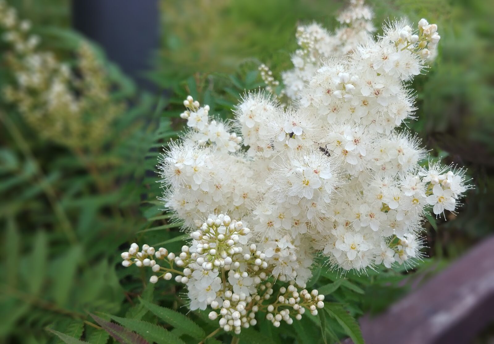 LG G6 sample photo. Rowan, rowan flower, white photography