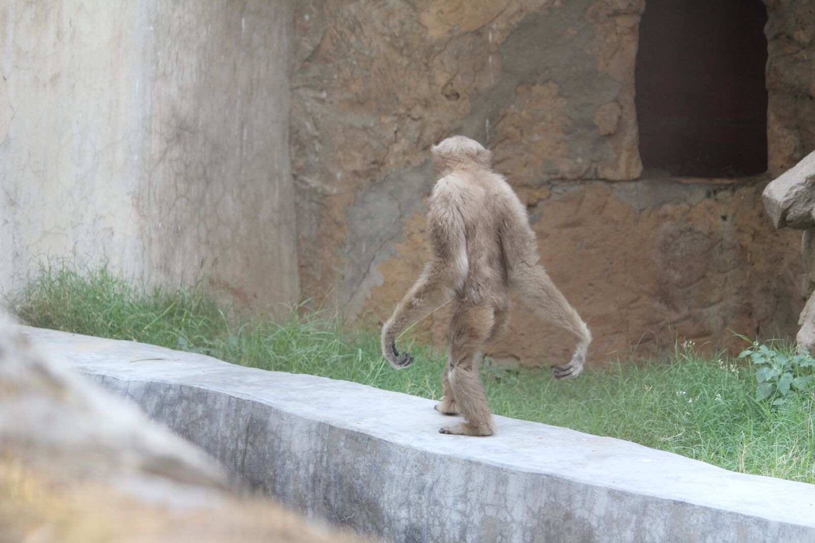 Canon EOS 1200D (EOS Rebel T5 / EOS Kiss X70 / EOS Hi) sample photo. Monkey, zoo, cage photography