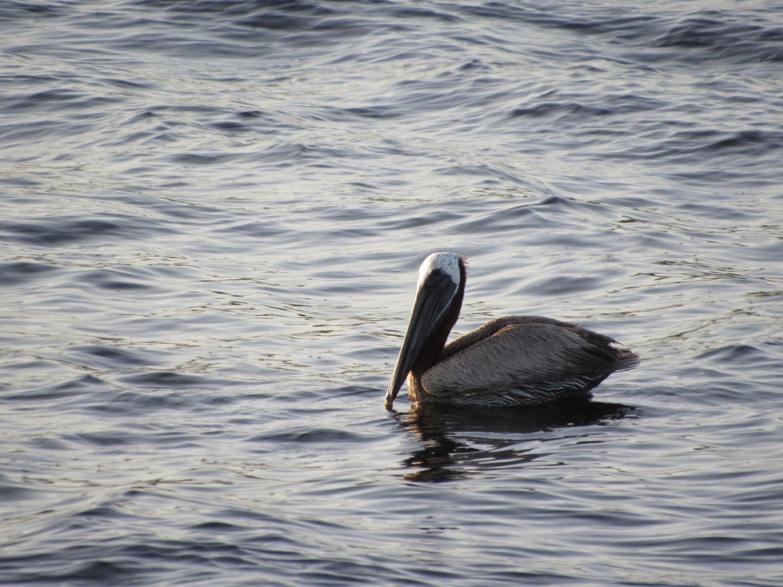 Canon PowerShot SX520 HS sample photo. Pelican, bird, floating photography