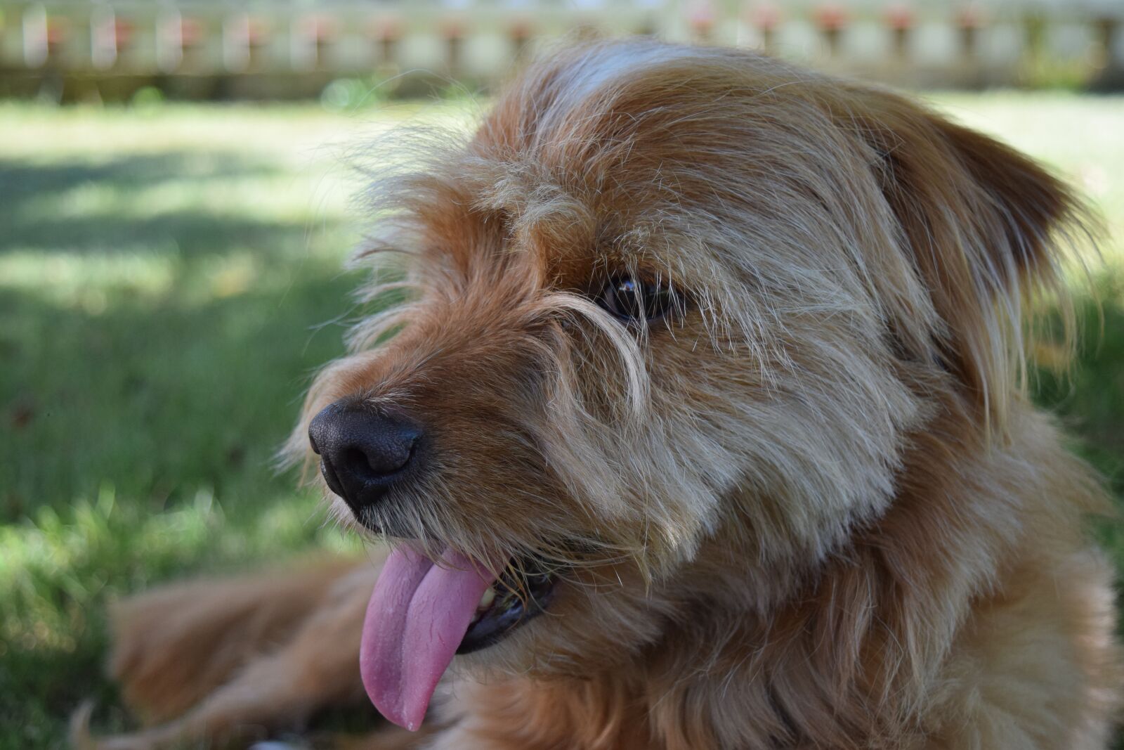 Nikon D3300 sample photo. Dog, hybrid, pet photography