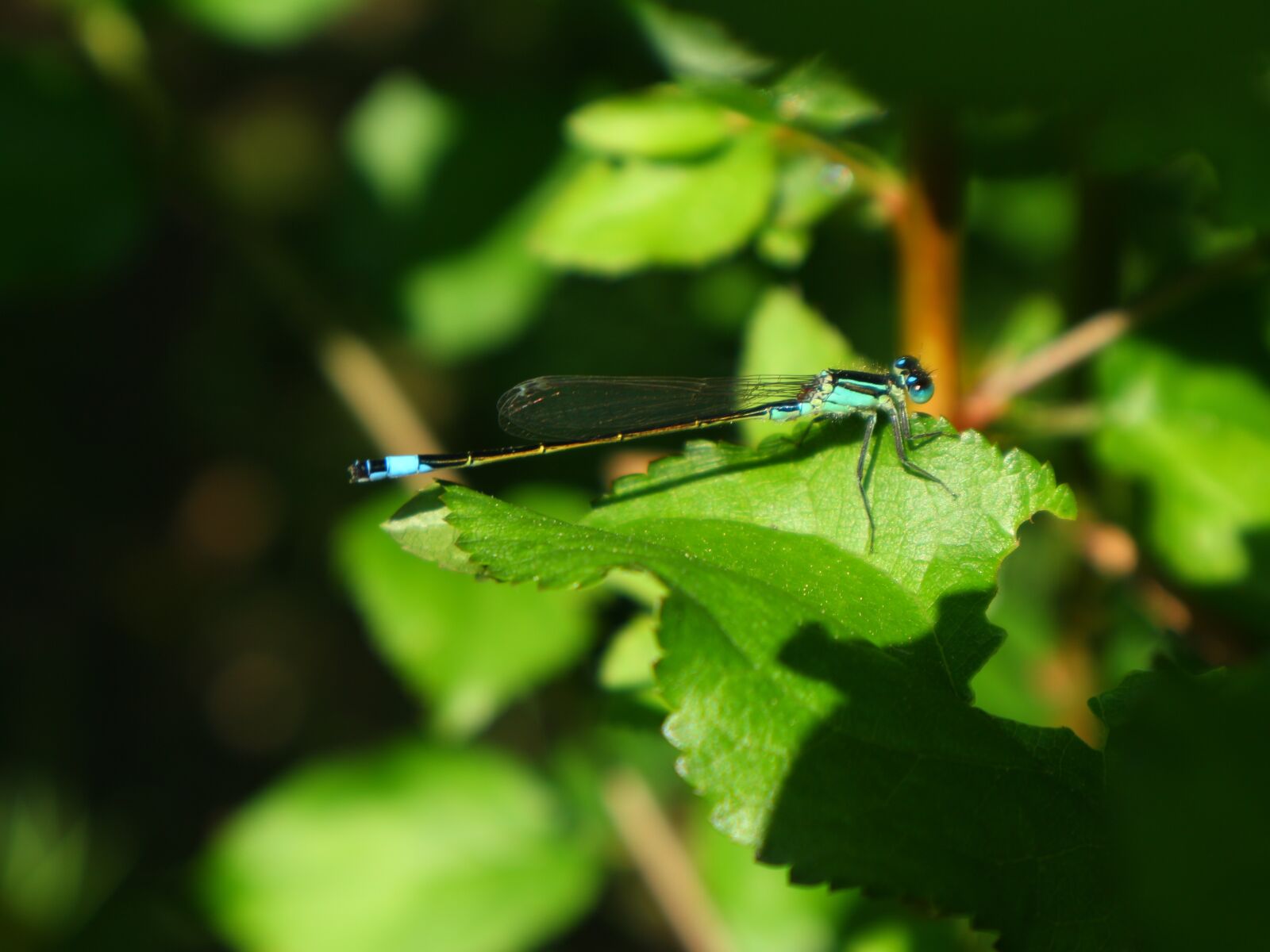 Canon EOS M10 sample photo. Dragonfly, nature, lakeside photography
