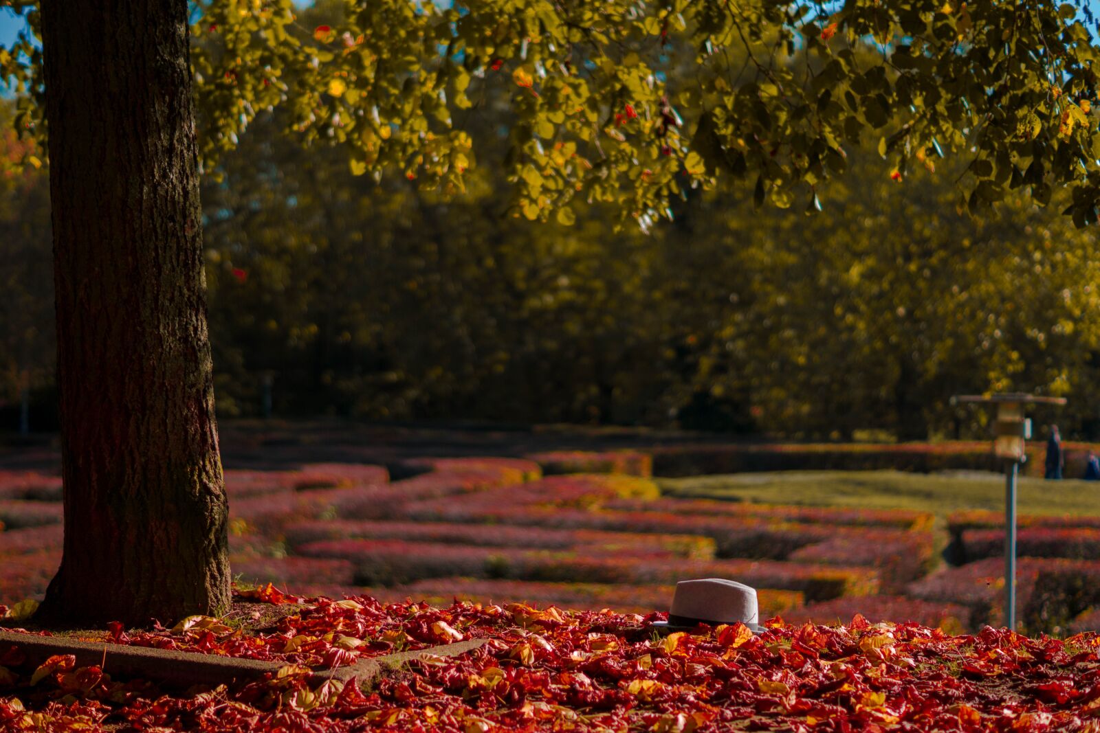 Sony ILCA-77M2 + Sony DT 50mm F1.8 SAM sample photo. Tree, leaves, hat photography