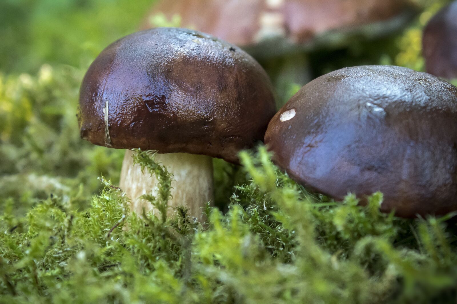 Canon EOS 1300D (EOS Rebel T6 / EOS Kiss X80) sample photo. Mushrooms, chestnut r hling photography