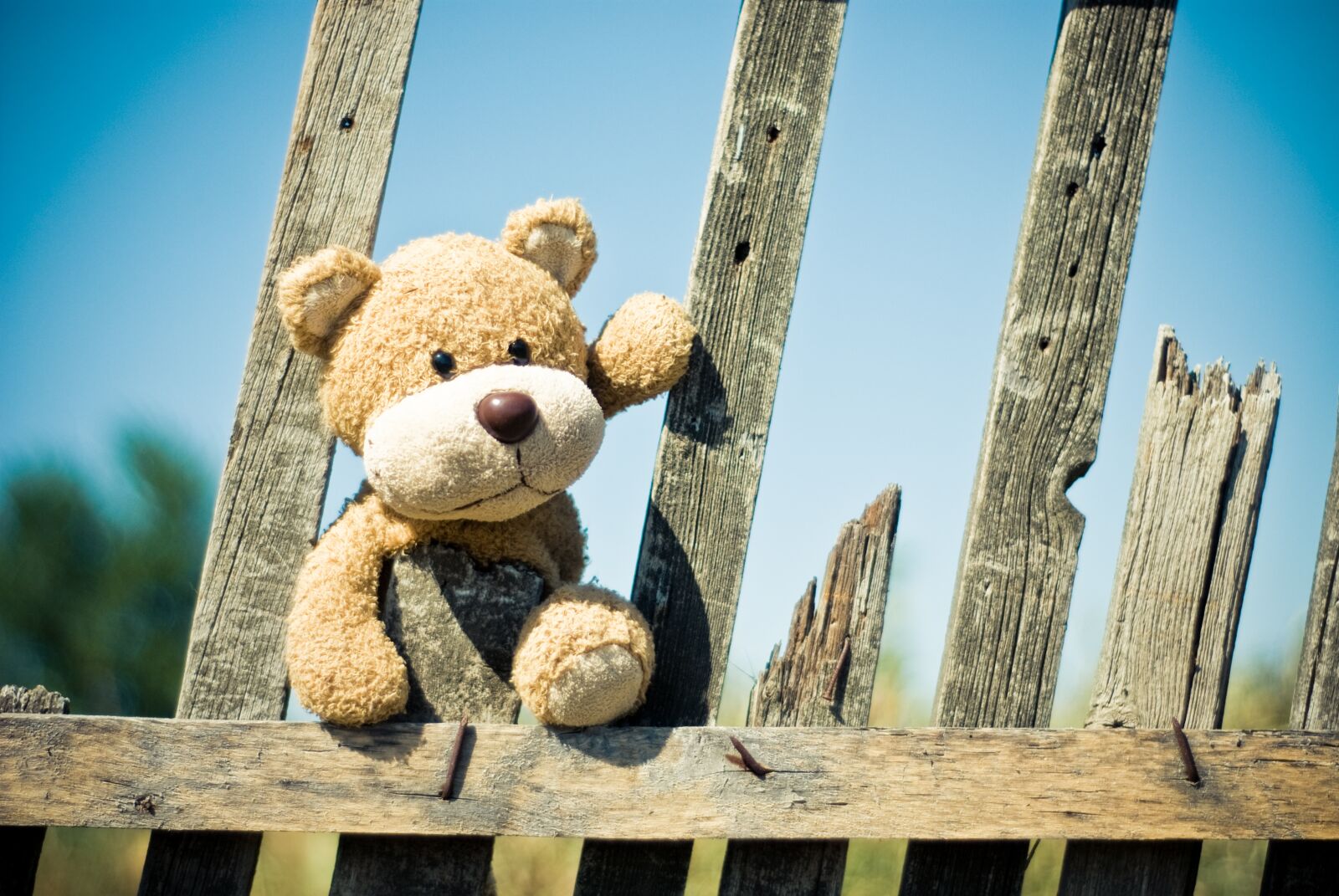 Nikon D80 sample photo. Plush toy, teddy bear photography