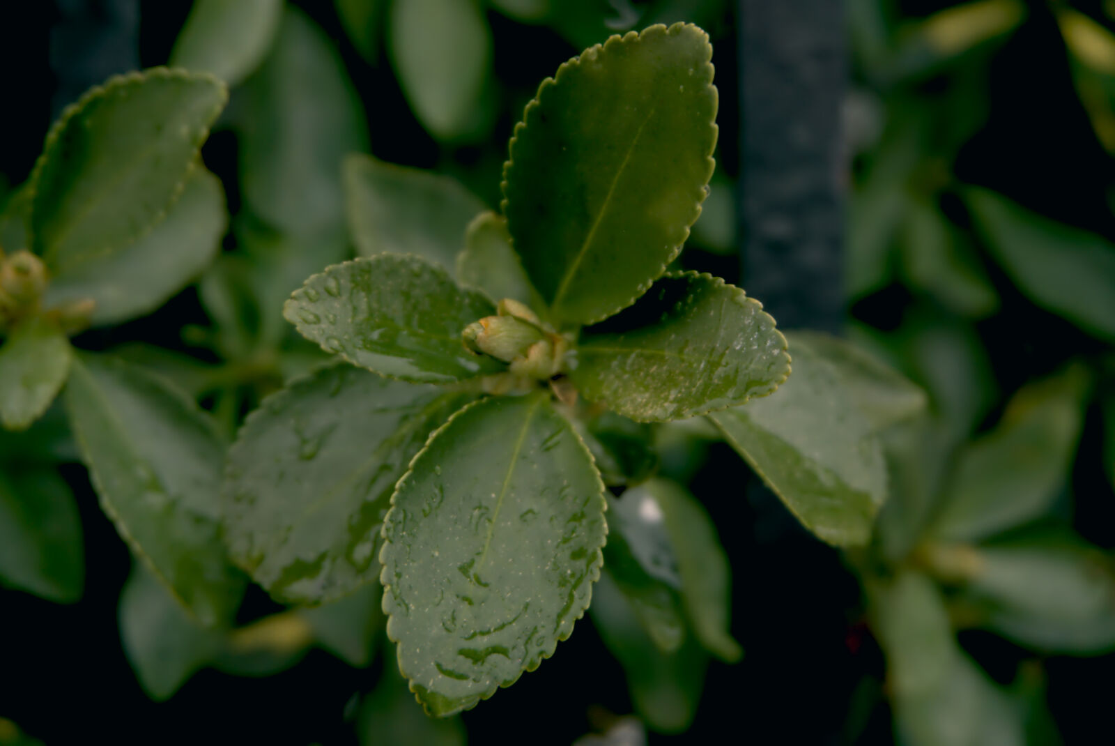Sony a6000 sample photo. Backyard, beauty, close, up photography