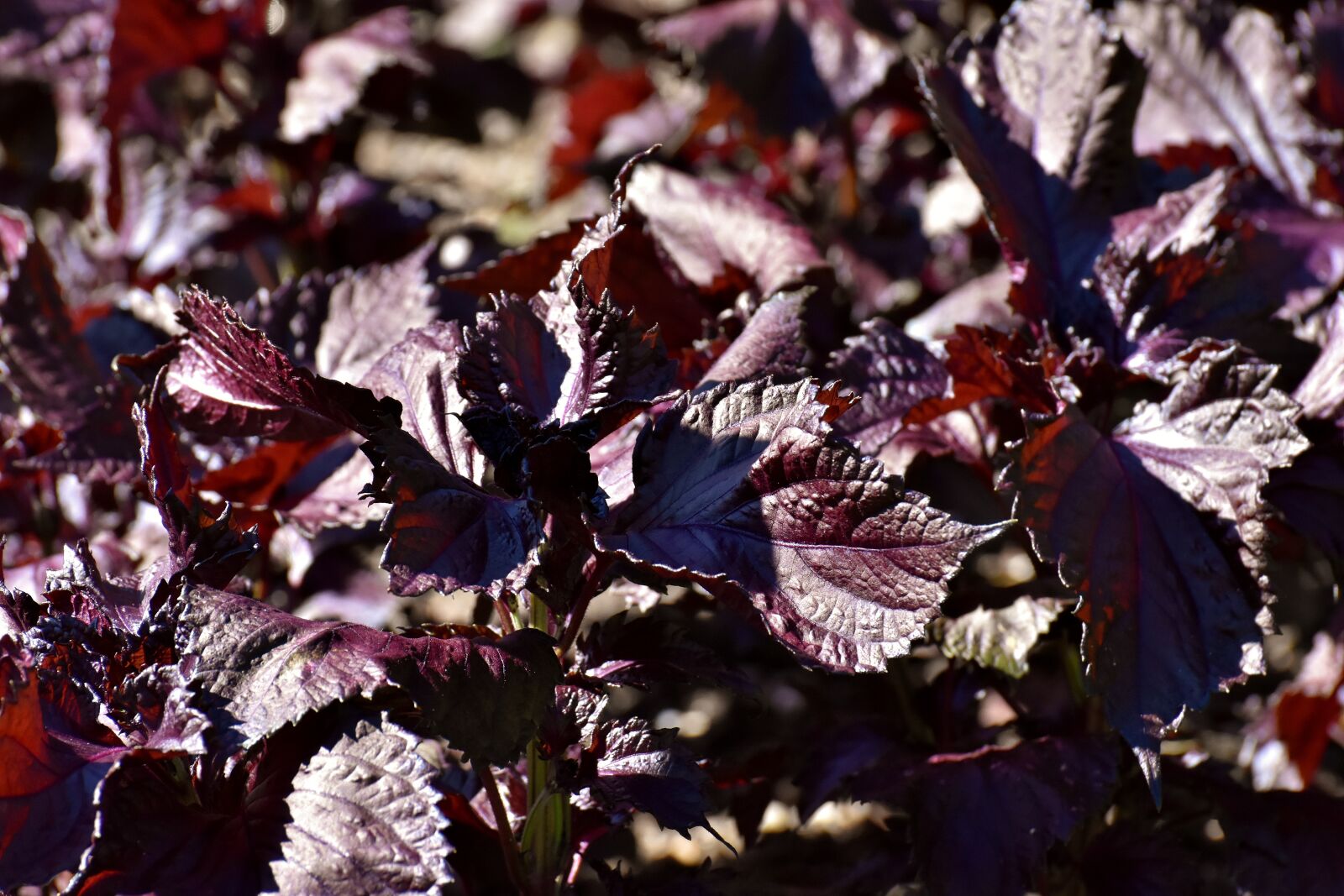 Nikon D7200 sample photo. Perilla frutescens, lamiaceae, plant photography