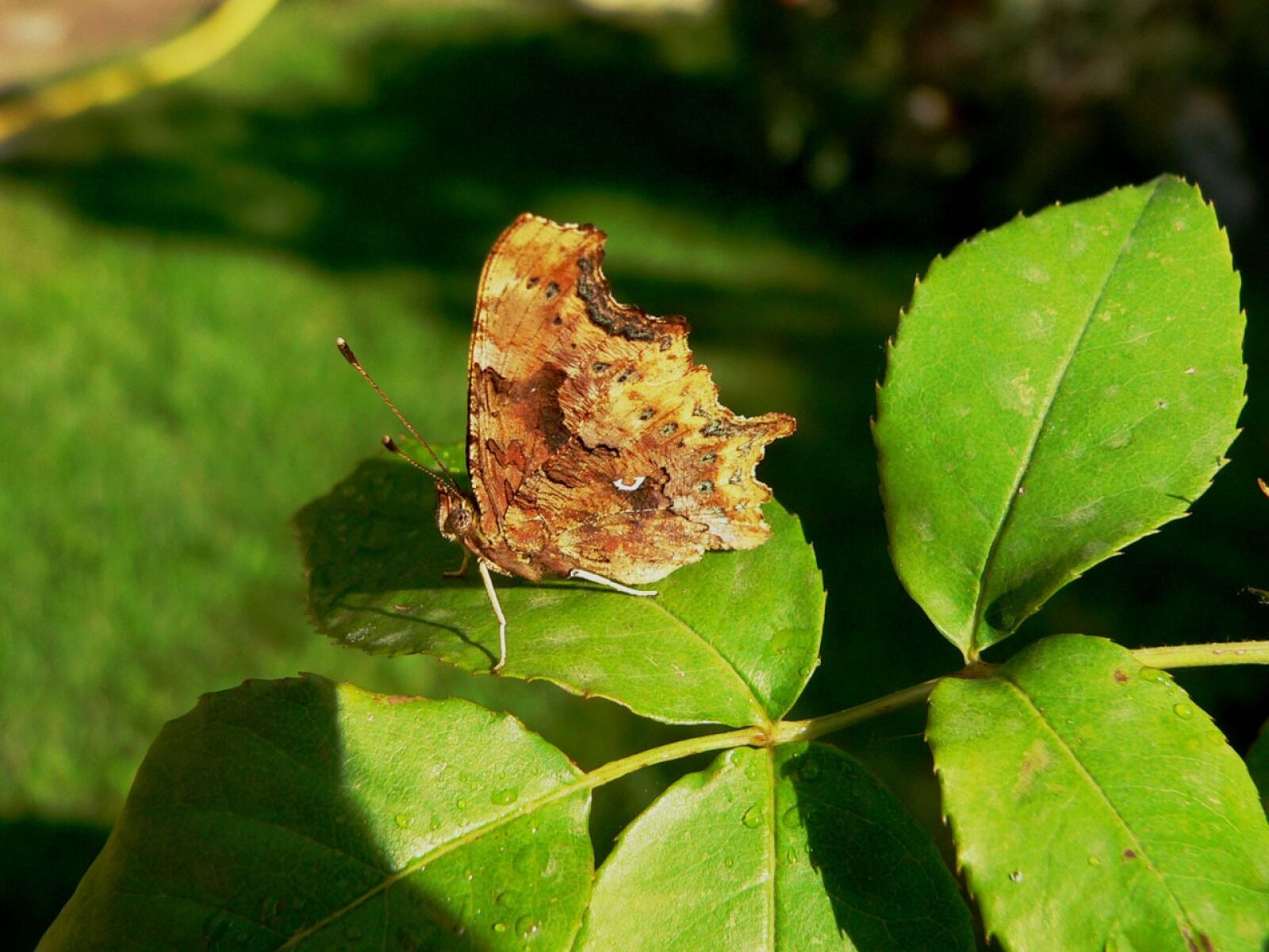 Panasonic DMC-FZ20 sample photo. Butterfly, insect, leaves photography