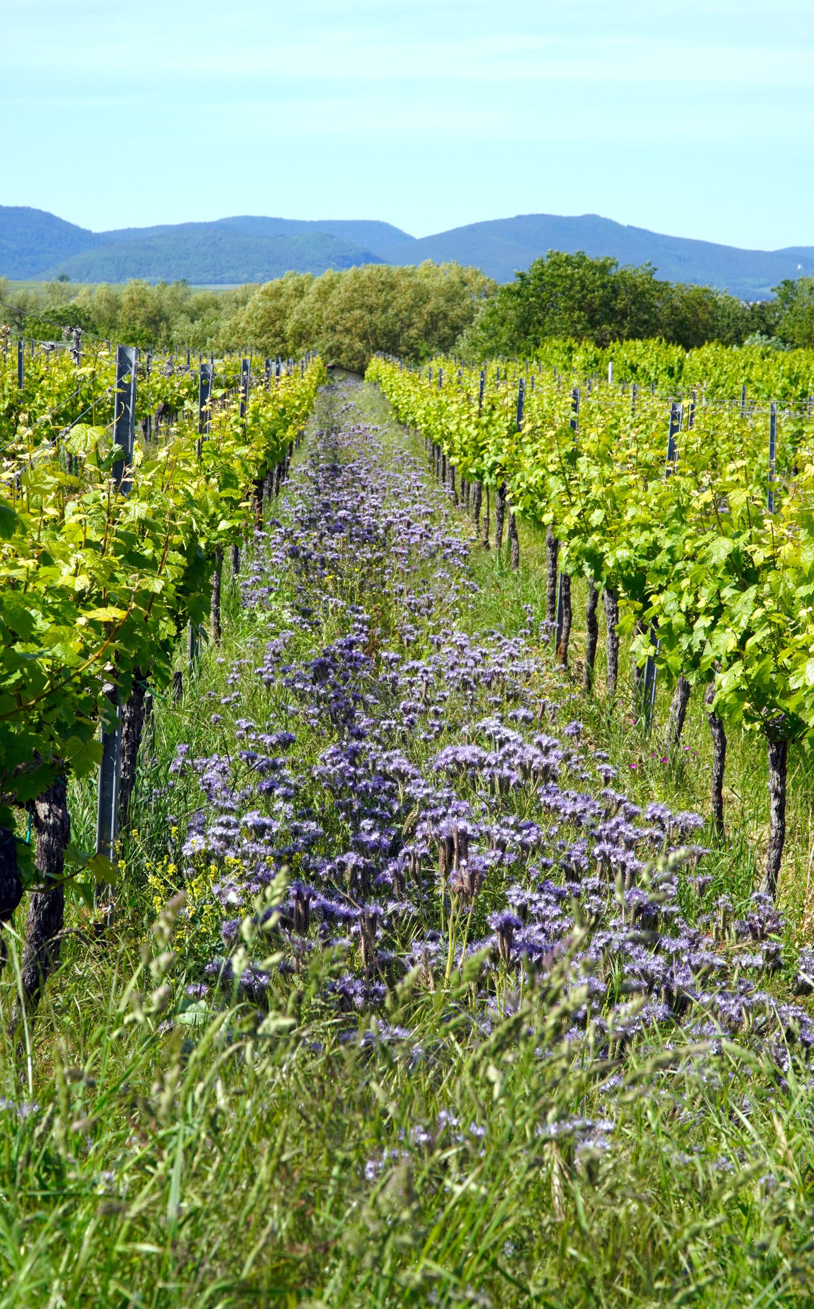 Sony E PZ 18-105mm F4 G OSS sample photo. Vineyard, vines, vine photography