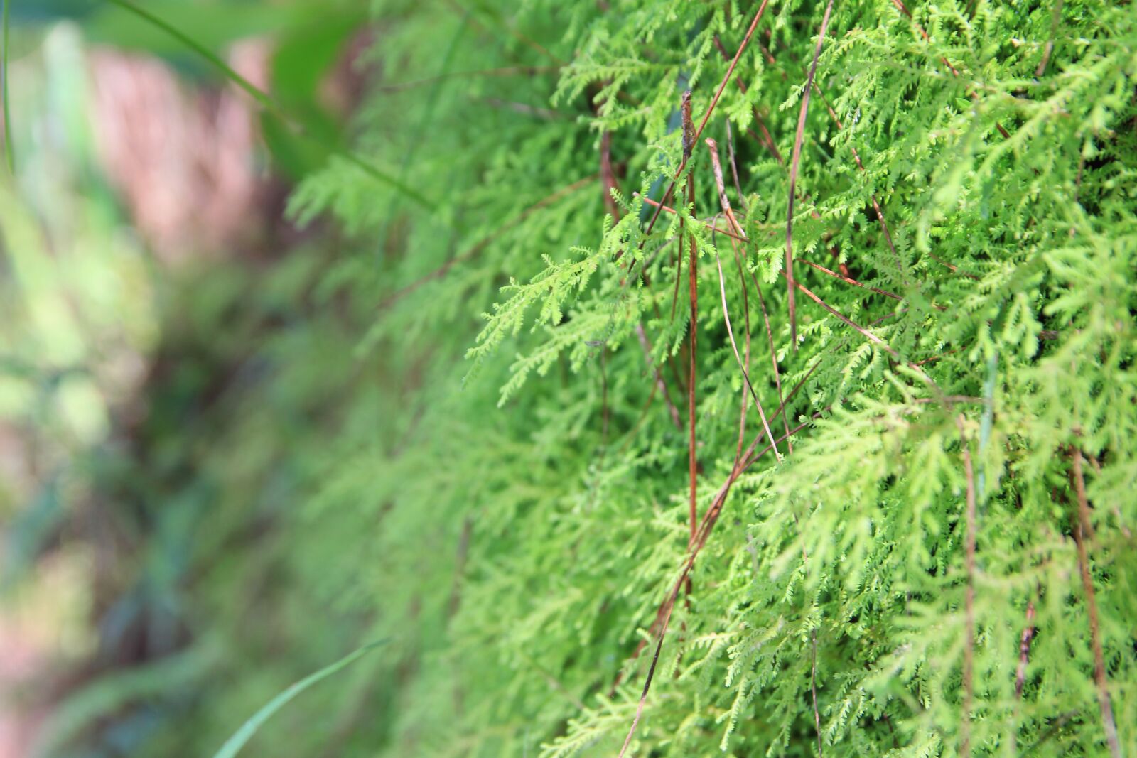 Canon EOS 700D (EOS Rebel T5i / EOS Kiss X7i) sample photo. Mountain, green, grass photography
