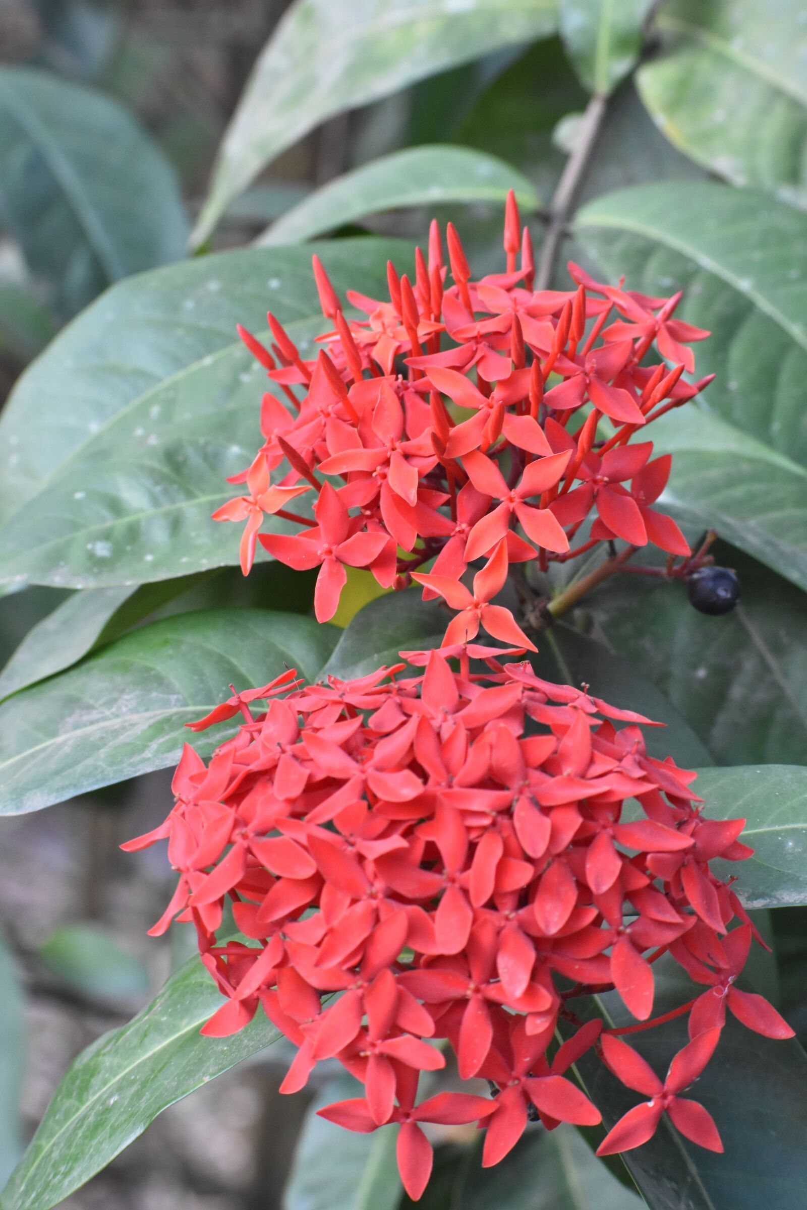 Nikon D3400 sample photo. Flower, garden, flowers photography