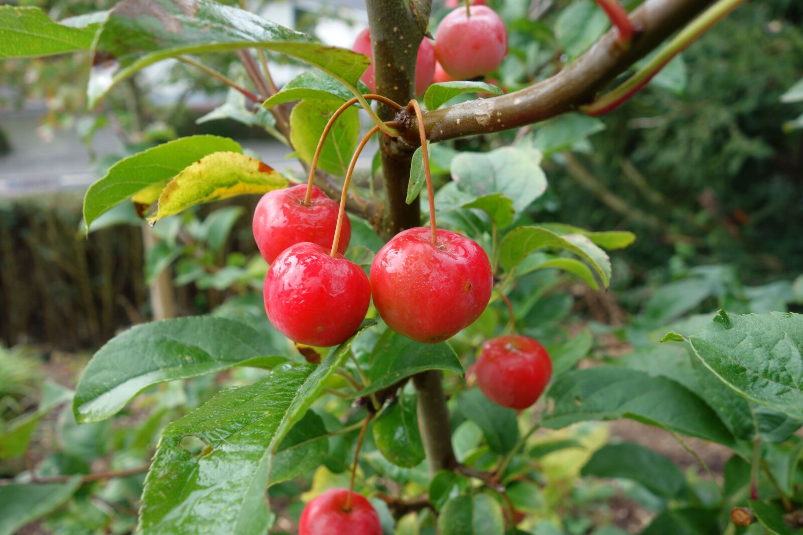 Sony Cyber-shot DSC-RX100 sample photo. Embellishment, malus, garden photography