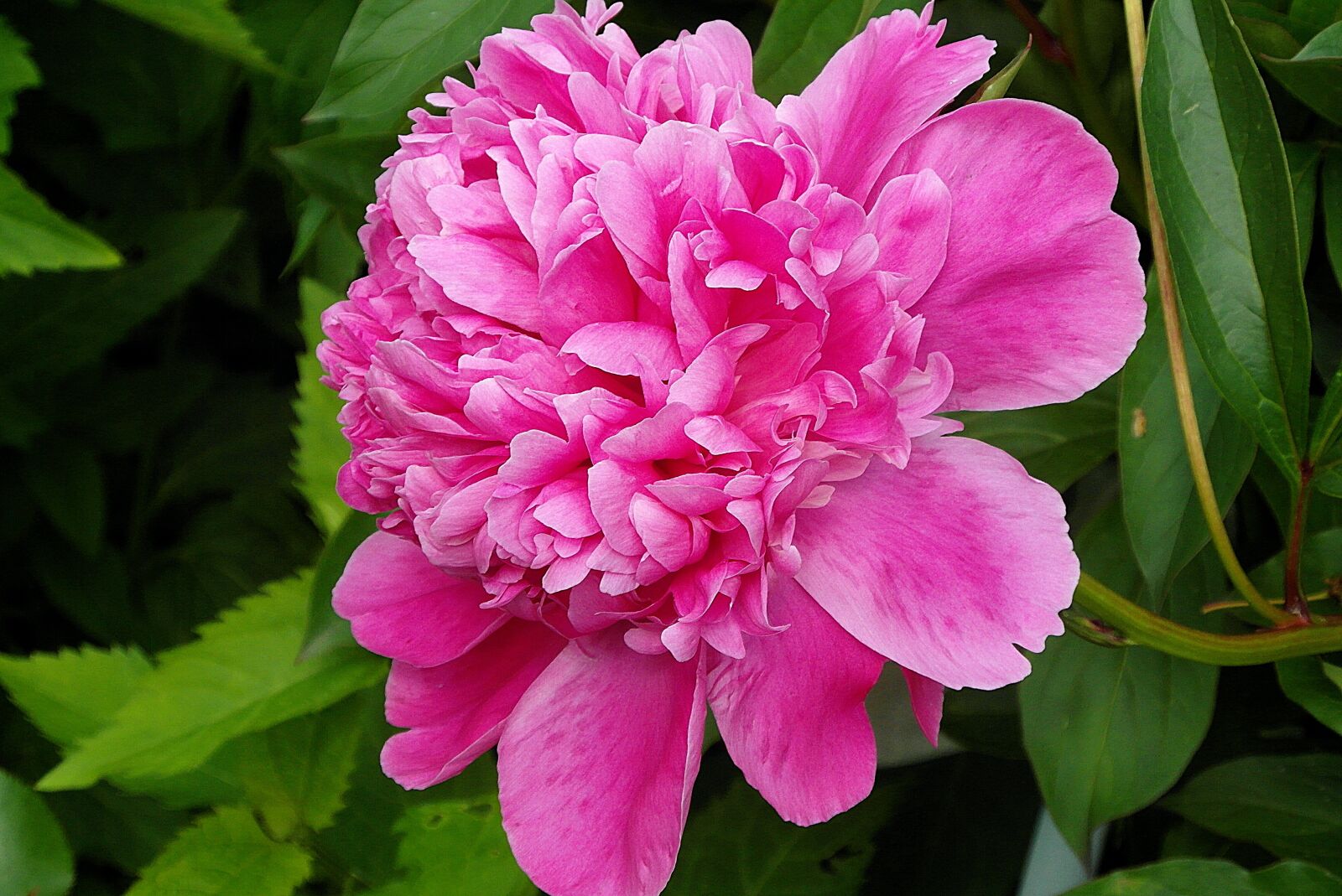 Samsung WB750 sample photo. Peony pink, peony, flower photography