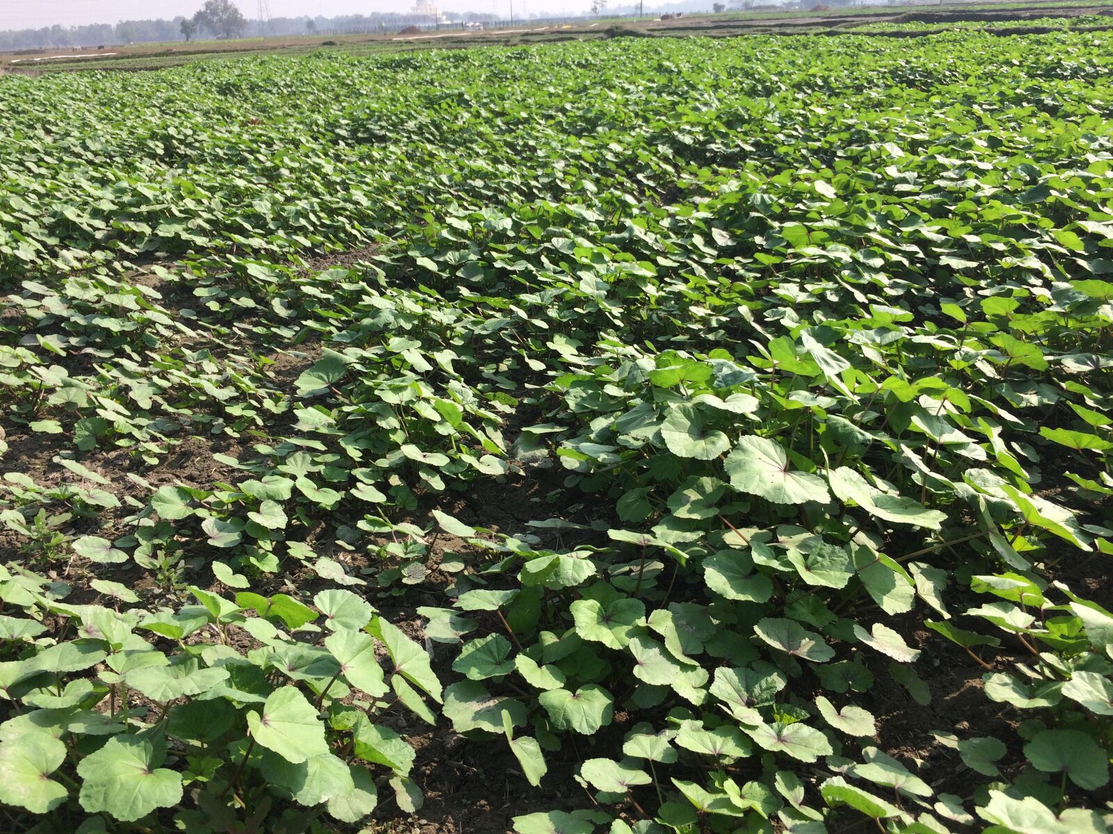 iPhone 5s back camera 4.15mm f/2.2 sample photo. Food, agriculture, india photography