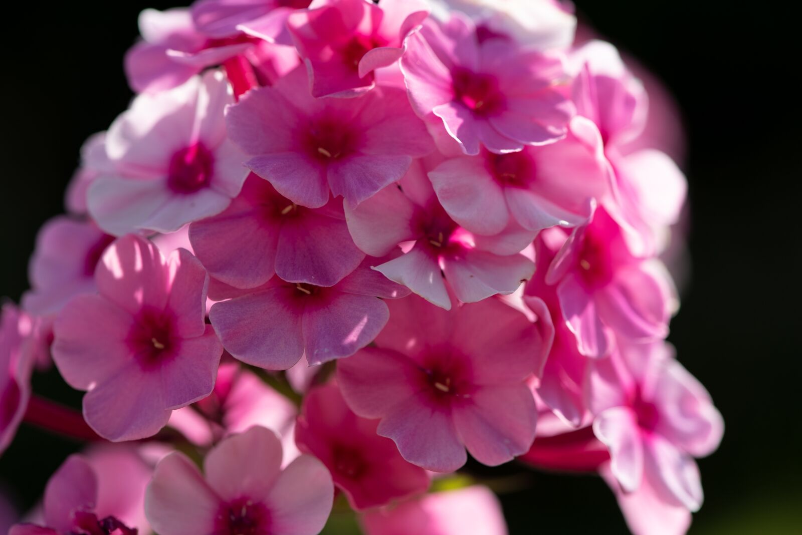 Nikon D750 sample photo. Garden phlox, phlox, flowers photography