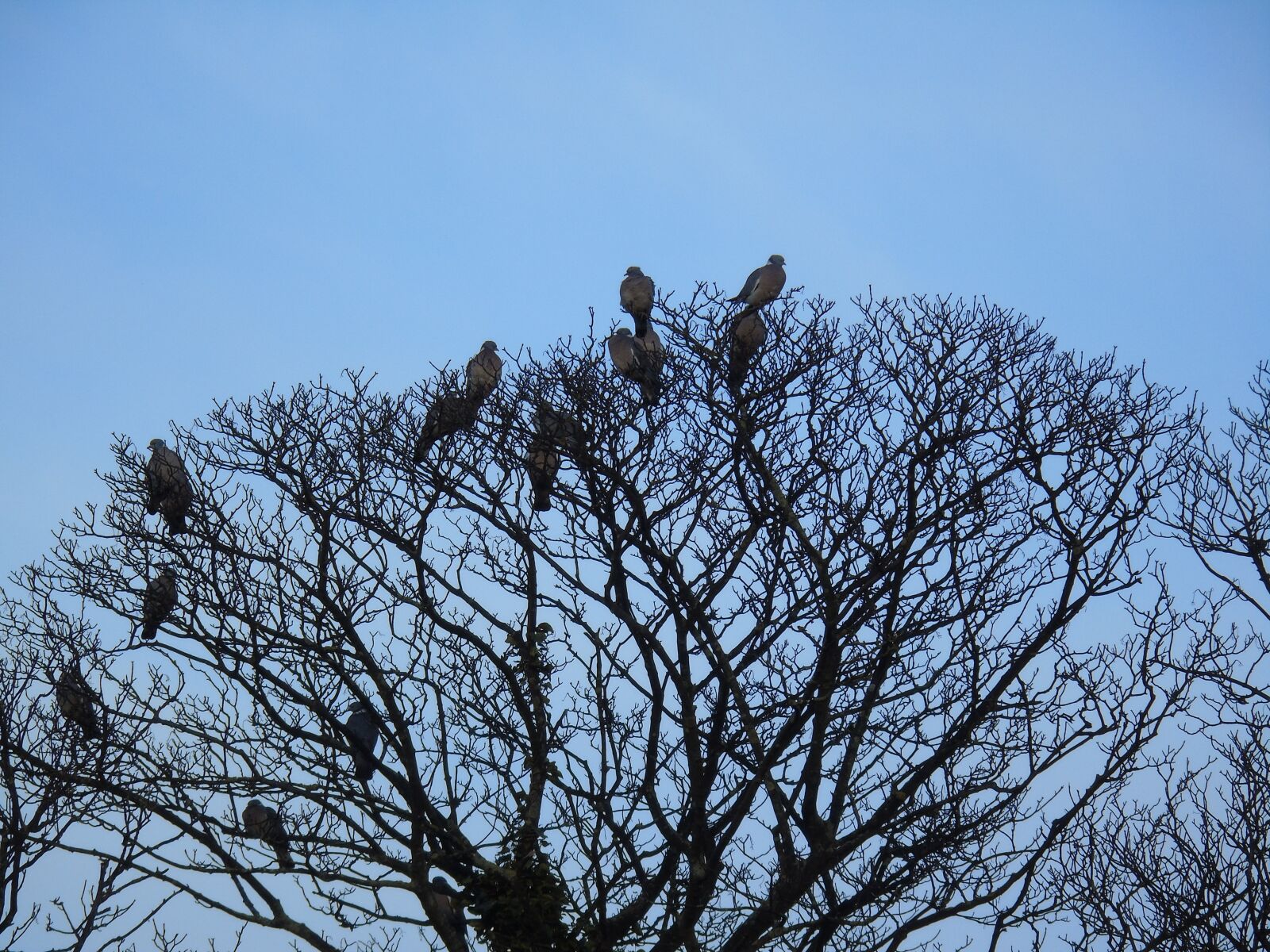 Sony Cyber-shot DSC-H400 sample photo. Tree, branch, sky photography