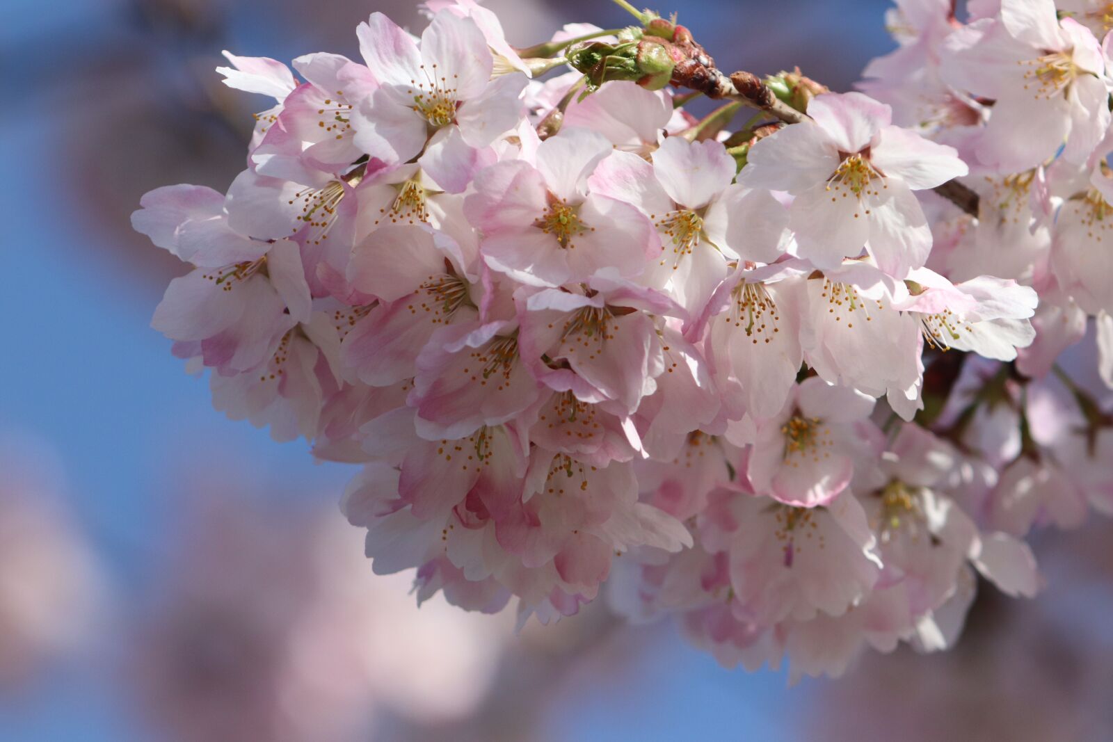 Canon EF 70-200mm F2.8L USM sample photo. Cherry blossom, spring, flowers photography