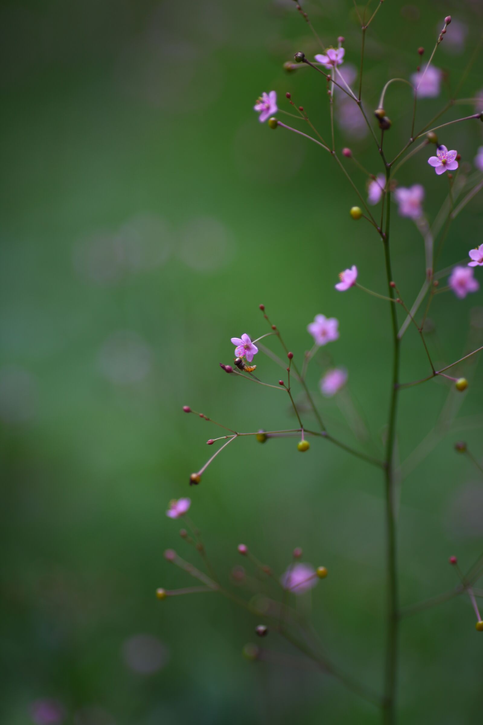 Canon EOS 5D Mark II sample photo. Chrysanthemum, nature, flowers photography