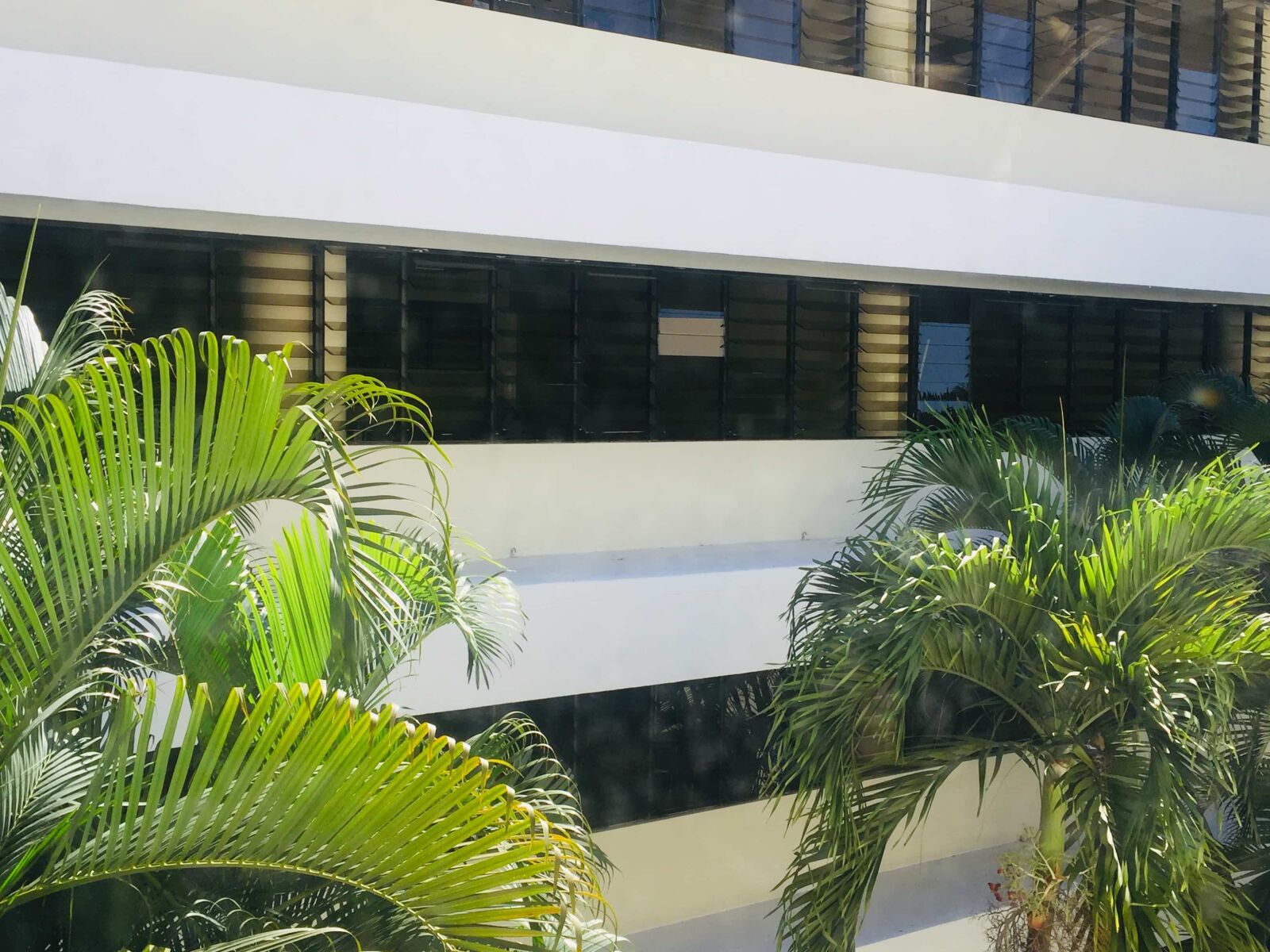 iPhone 6 Plus back camera 4.15mm f/2.2 sample photo. Tropical, gymnosperm, palm, hotel photography