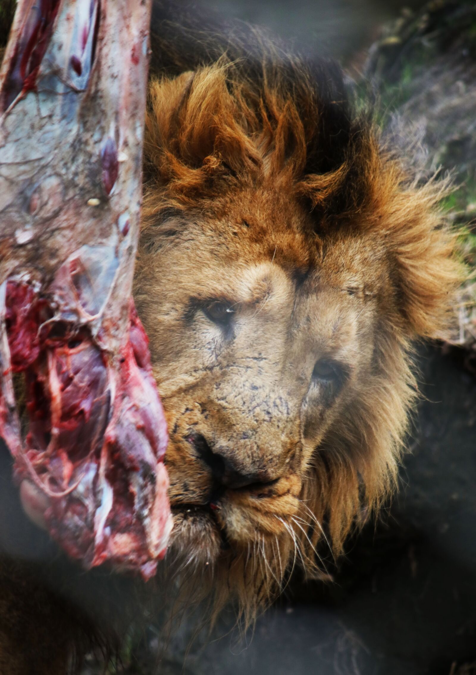 Canon EF-S 55-250mm F4-5.6 IS sample photo. Lion, male, predator photography