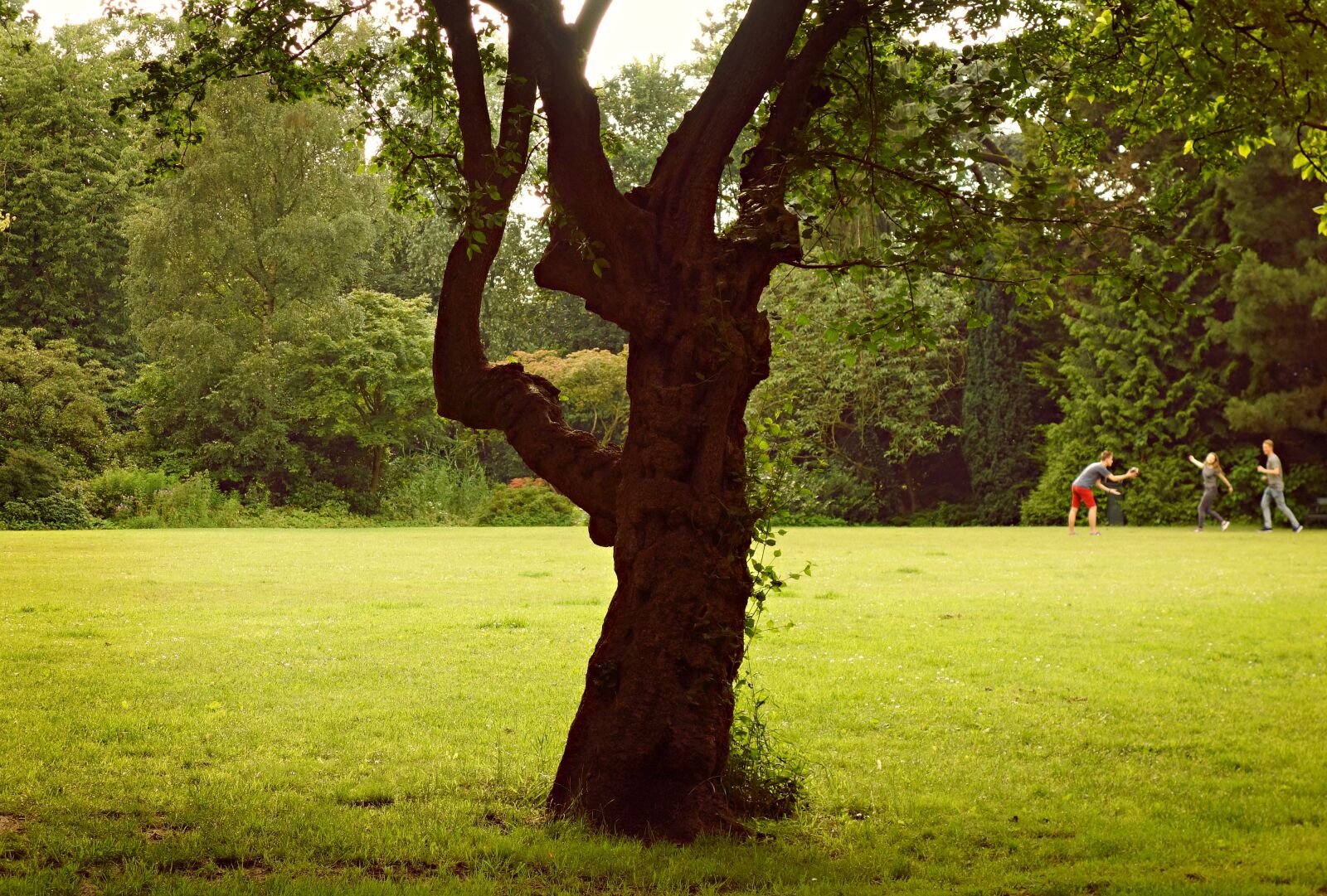 Sony Cyber-shot DSC-RX100 sample photo. Park, tree, lawn photography