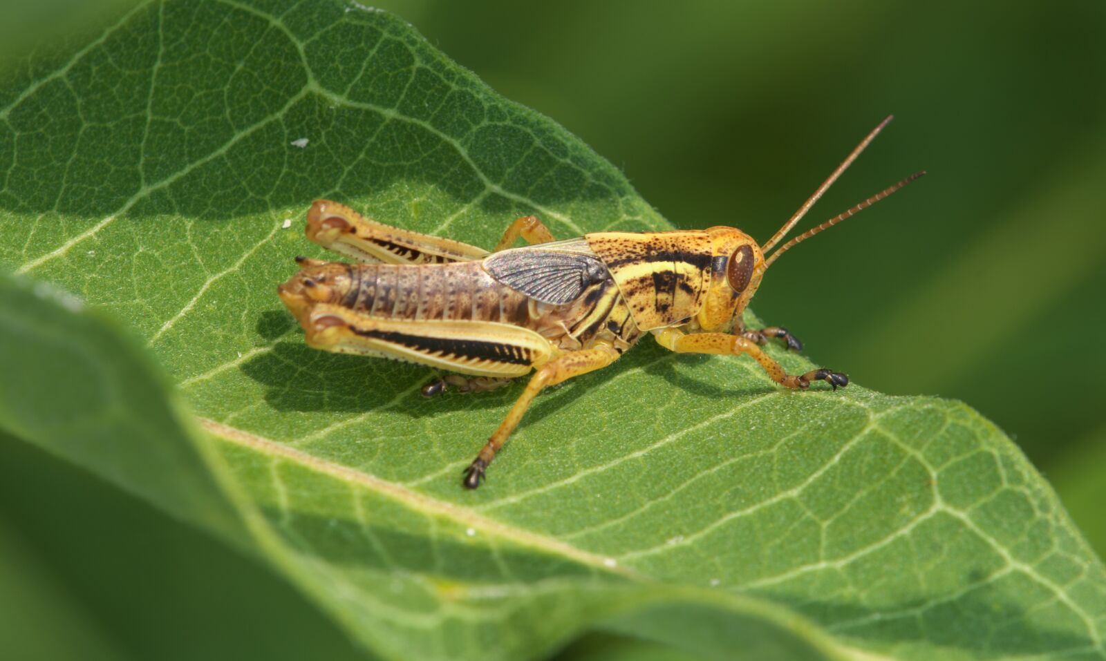 Canon EOS 70D sample photo. Grasshopper, insect, green photography