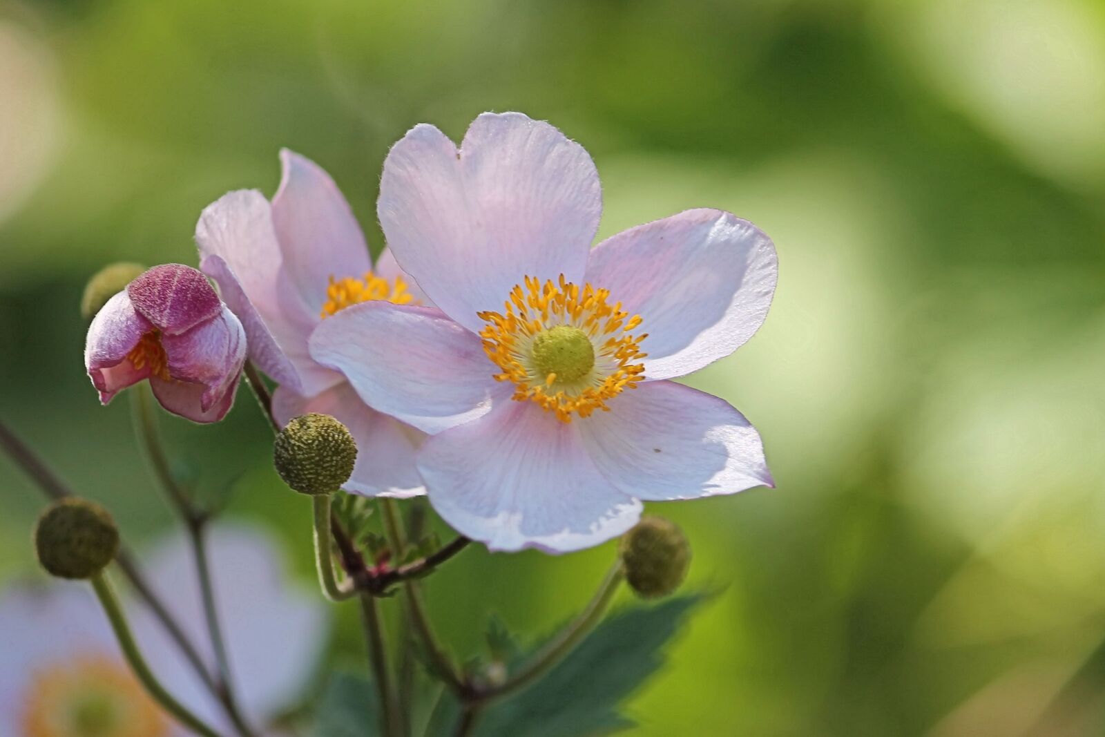 Canon EF-S 55-250mm F4-5.6 IS II sample photo. Anemone, fall anemone, blossom photography