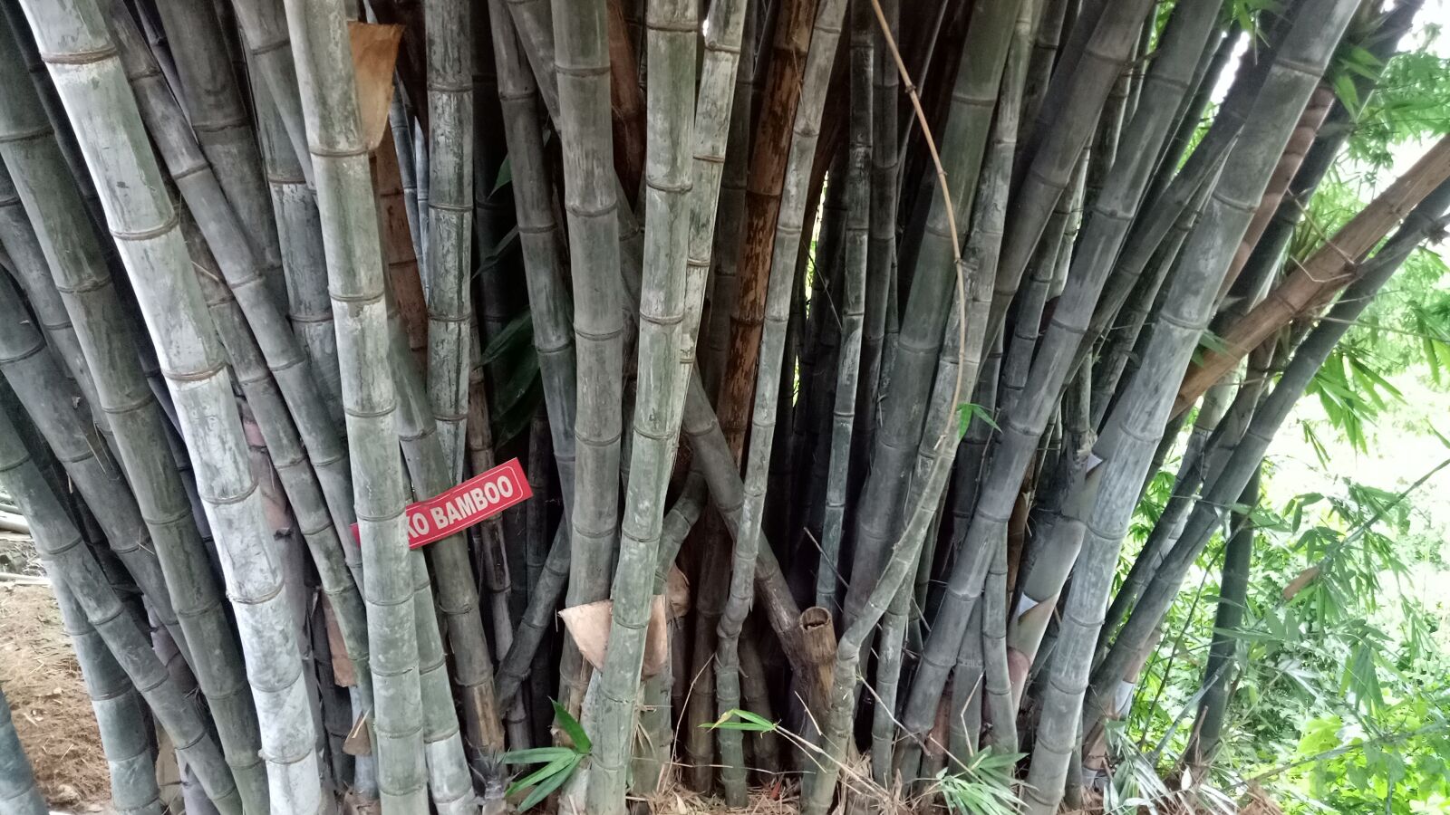 OPPO A1601 sample photo. Bamboo, tree, nature photography