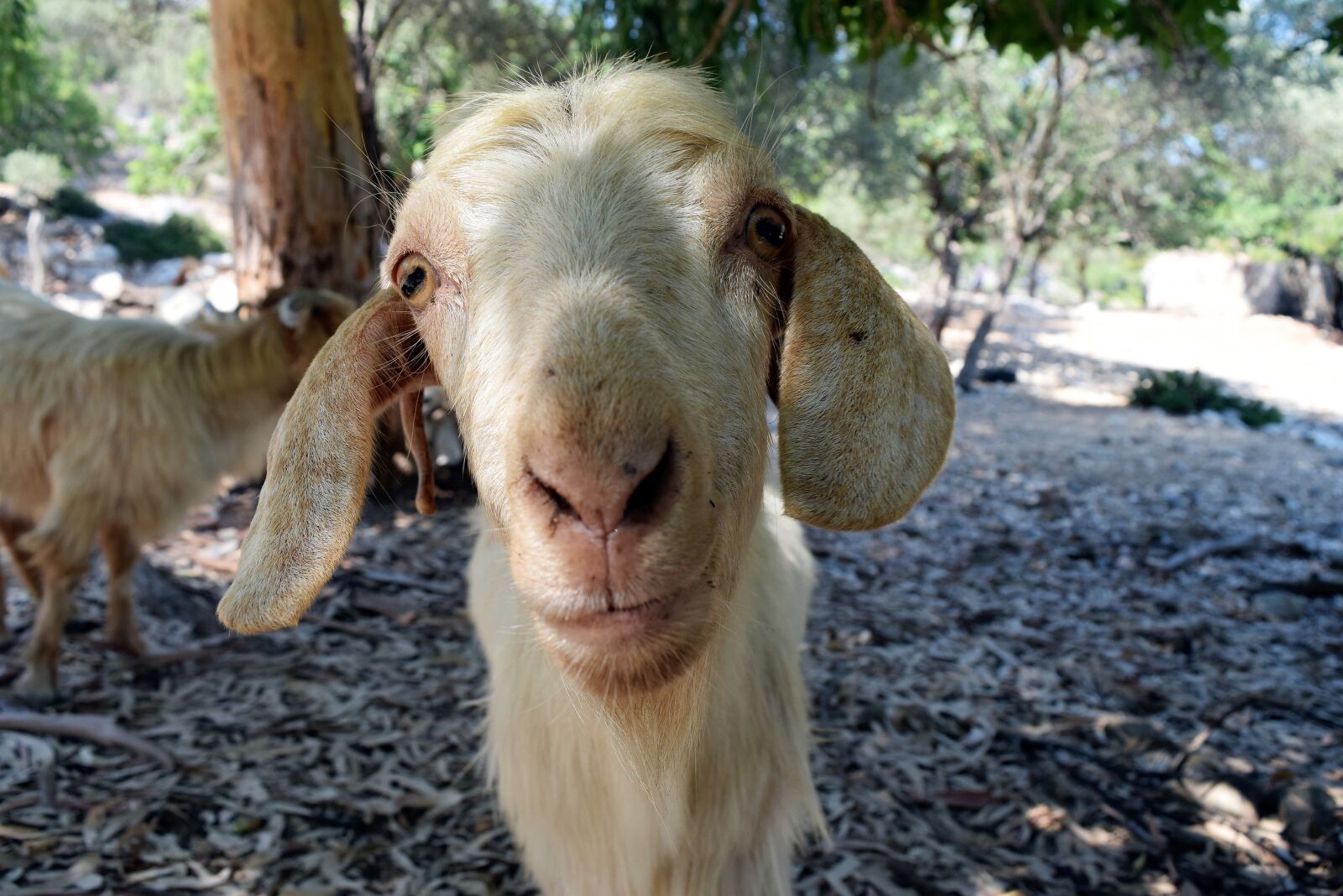 Nikon D5300 sample photo. Goat, forest, nature photography