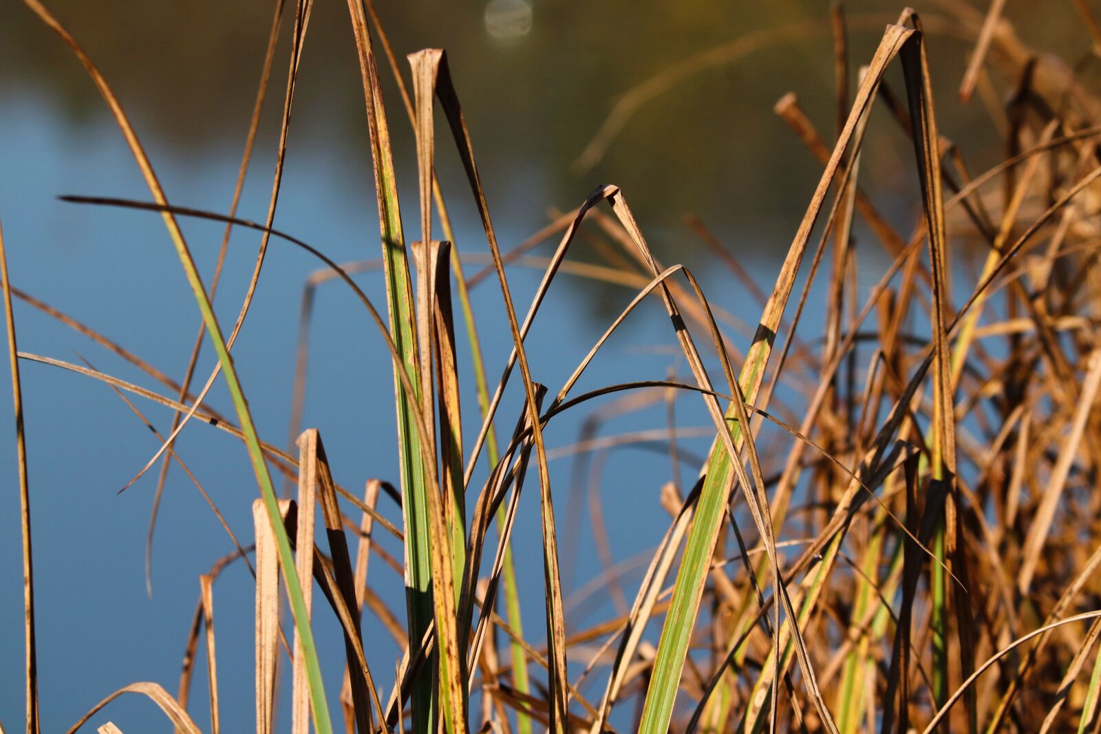 Canon EOS 200D (EOS Rebel SL2 / EOS Kiss X9) sample photo. Reed, bank, lake photography