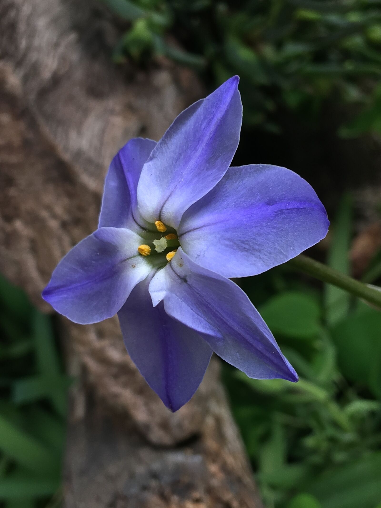 iPhone 6s Plus back camera 4.15mm f/2.2 sample photo. Flower celeste, petals heavenly photography