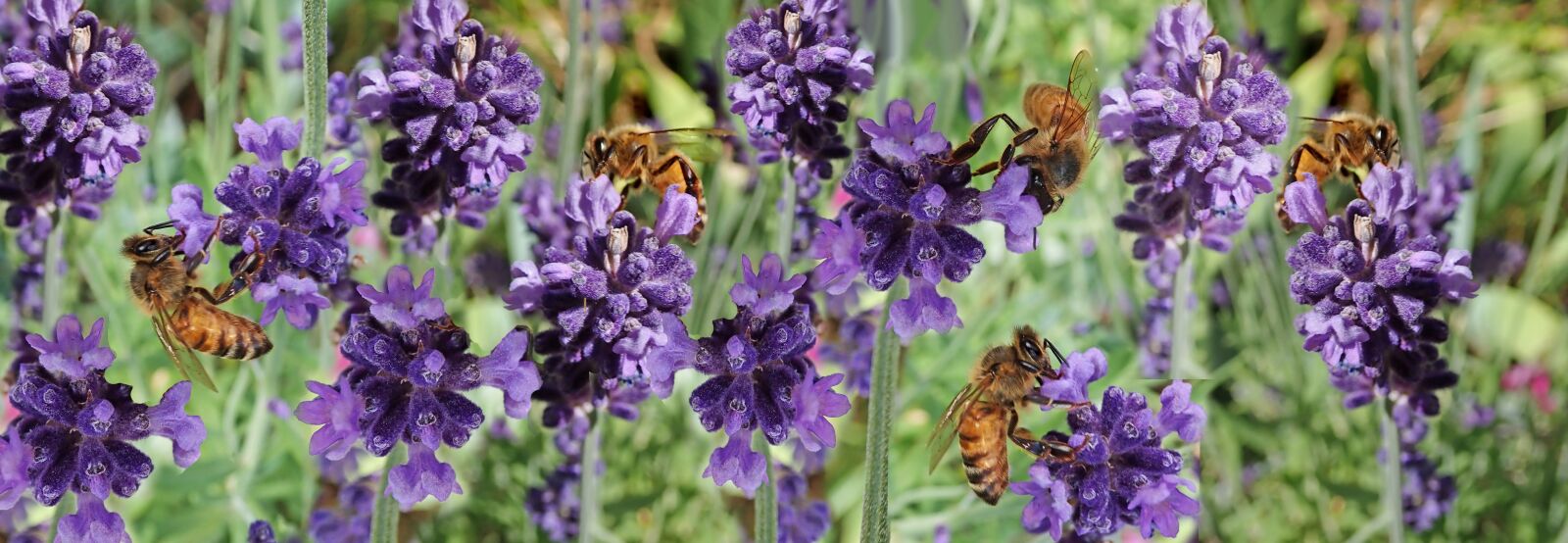 Olympus TG-5 sample photo. Flowers, lavender, plant photography