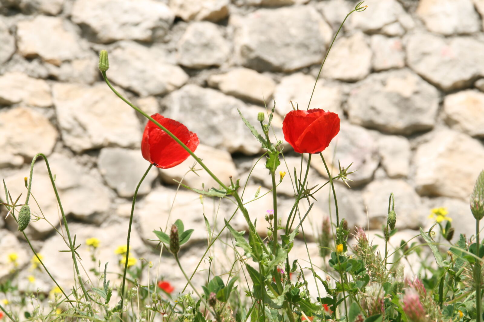 Canon EOS 400D (EOS Digital Rebel XTi / EOS Kiss Digital X) sample photo. Red, poppies photography