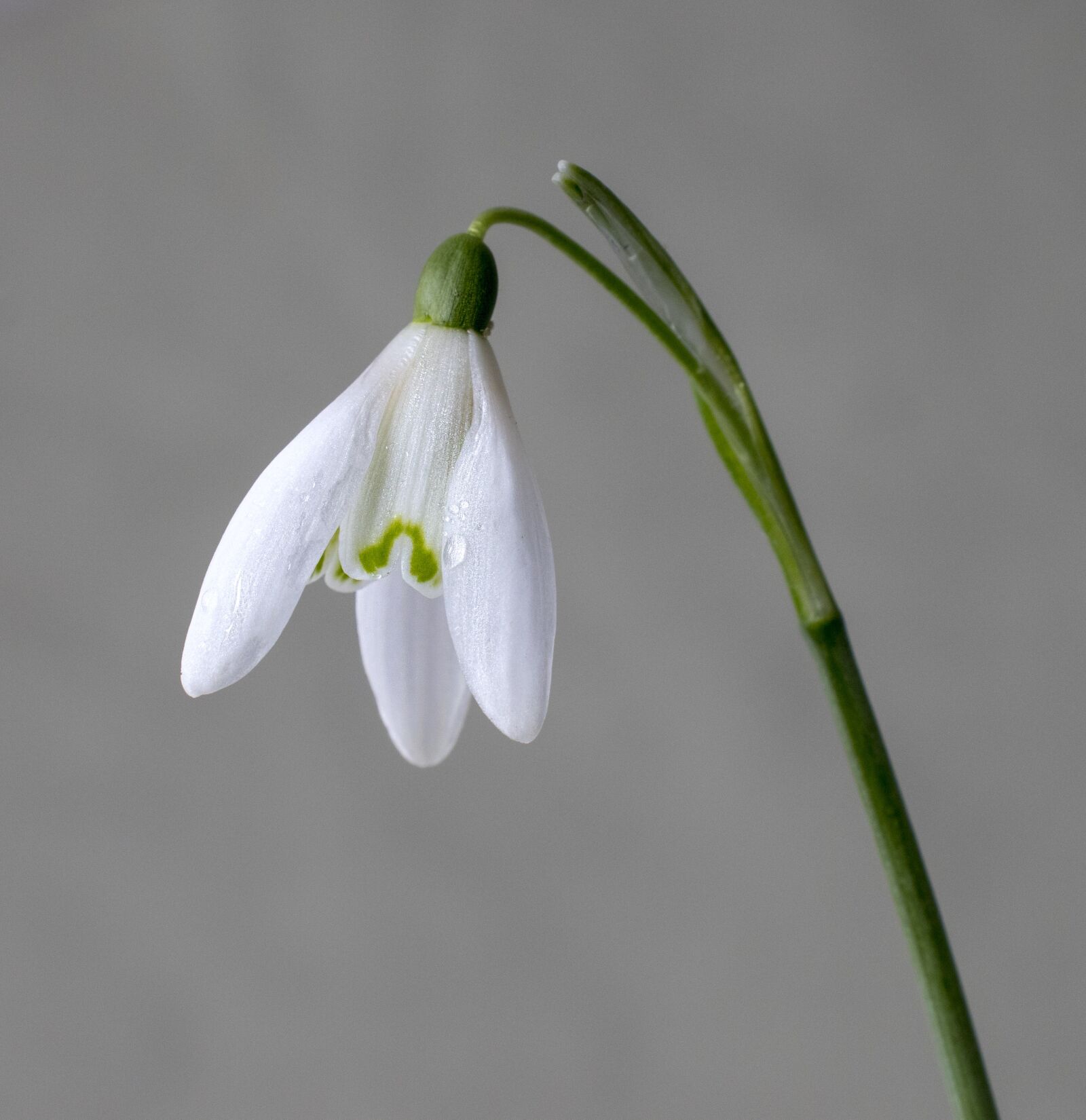 Canon EOS 800D (EOS Rebel T7i / EOS Kiss X9i) sample photo. Snowdrop, wildflower, white photography